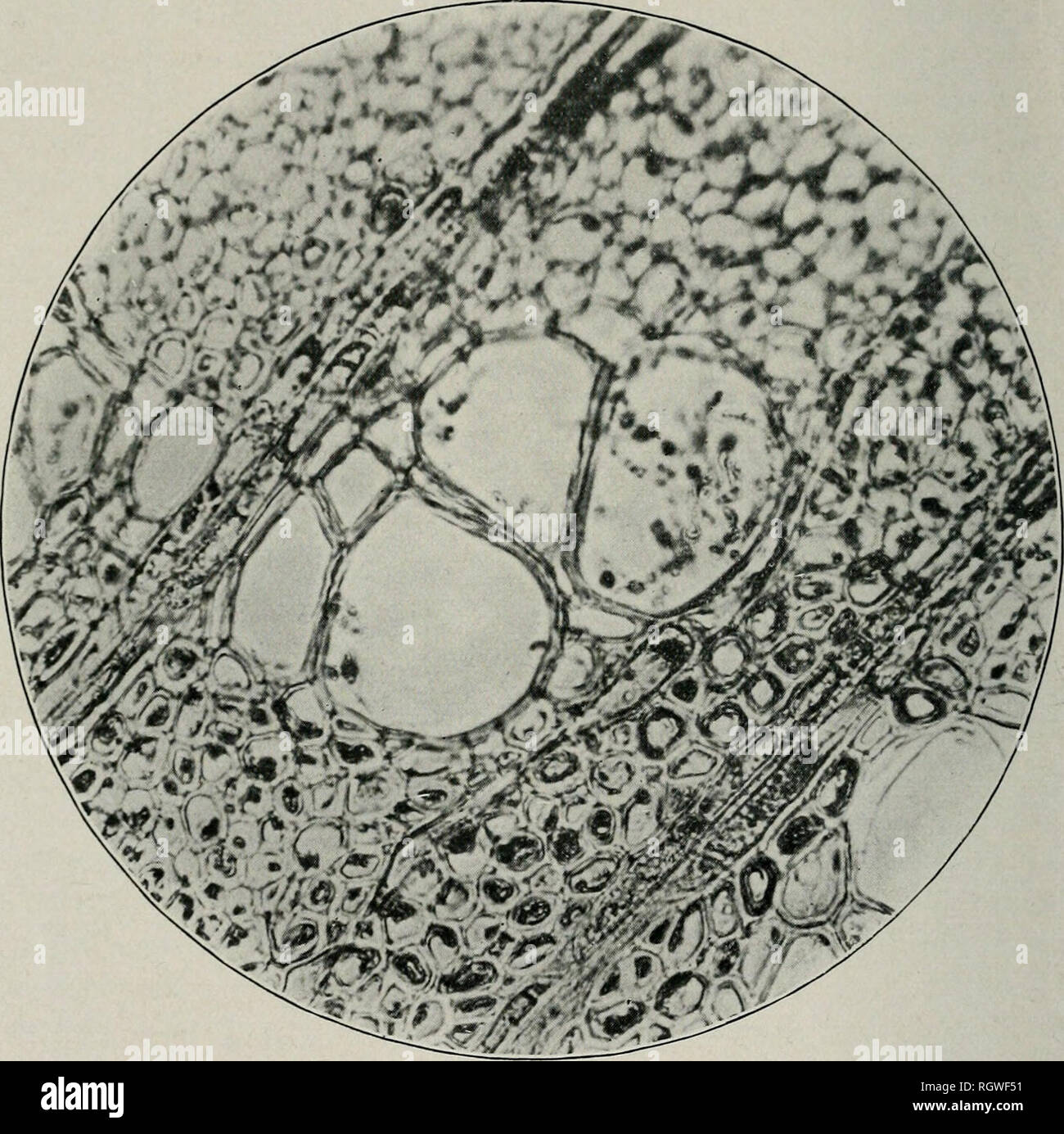 . Bulletin. Natural history; Natural history. 26 ILLINOIS NATURAL HISTORY SURVEY BULLETIN. Fig. 12.—Photomicrographic cross section, X 450, of Coniothyrium-in- fected elm wood, in wliich a large water duct is nearly plugged by the massed hyphae of the fungus. less diffused and to be present chiefly in the cankered side of the stem. In the wood last formed the discoloration is darker and heavier. Very often the discoloration in the sapwood may form an almost continuous circle in the stem, but just as often the discoloration may appear in small scattered areas. The smaller discolored areas are n Stock Photo