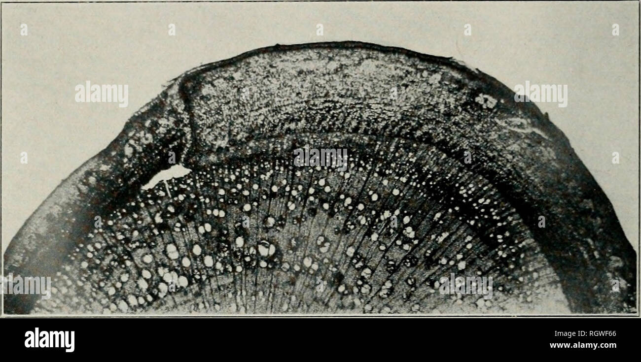 . Bulletin. Natural history; Natural history. 18 ILLINOIS NATURAL HISTORY SURVEY BULLETIN. Fig. 8.—Effect of the Coniothyrium disease upon growth, as shown by a microscopic cross section, X 25. To the left is the canker, separated by a callus tissue from the healthy part. The tissues in the cankered region are dead, but the healthy side of the stem has continued to form new wood and cortex. Notice how the tissues have been torn apart where the diseased and healthy regions join. and Sfciiiphyliitiii, so far as the investigation reveals, are chance in- habitants of the bark and do not produce an Stock Photo