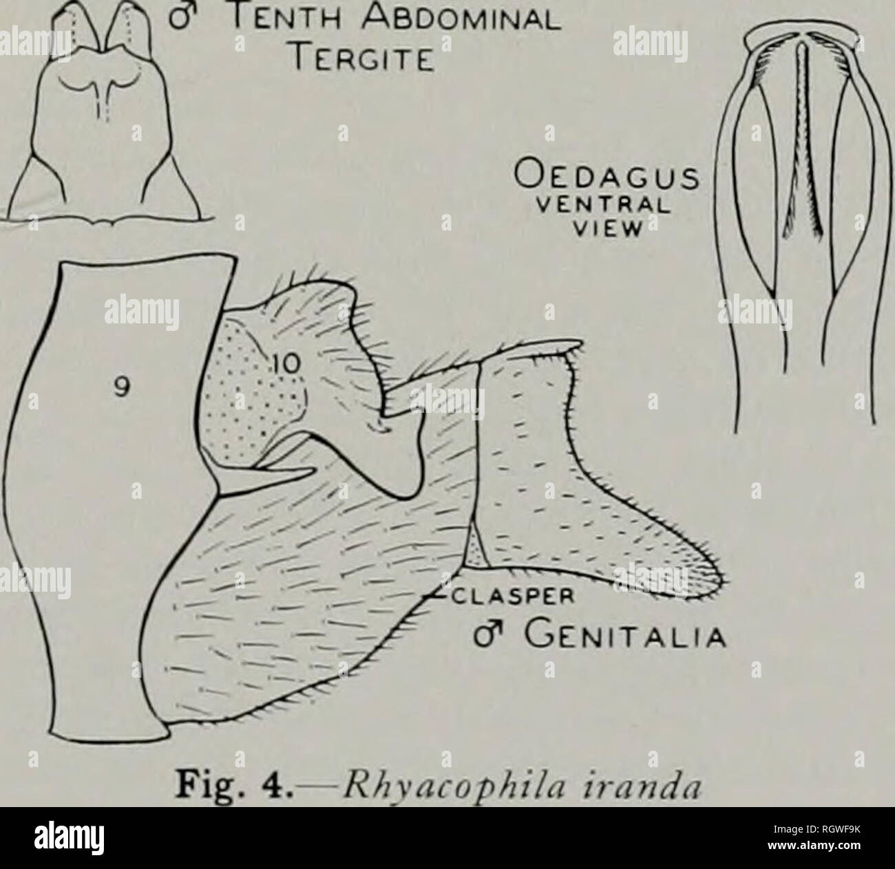 . Bulletin. Natural history; Natural history. Fig. 3.âRhyacophila fenestra, larva ment; the apical segment incised for one-third its lateral and one-tourth its mesal length; both lobes straight and rounded, the dorsal one small and the ventral one large. At the base of the segment there is a mesal incurving lobe; most of the apical segment and this lobe are covered with short, dark setae. Tenth tergite narrow, the dorsal lobe cleft down the meson for more than one- half its length; the lateral lobes so pro- duced have convex dorsal margins with a rather short, sharp apical point; below these t Stock Photo