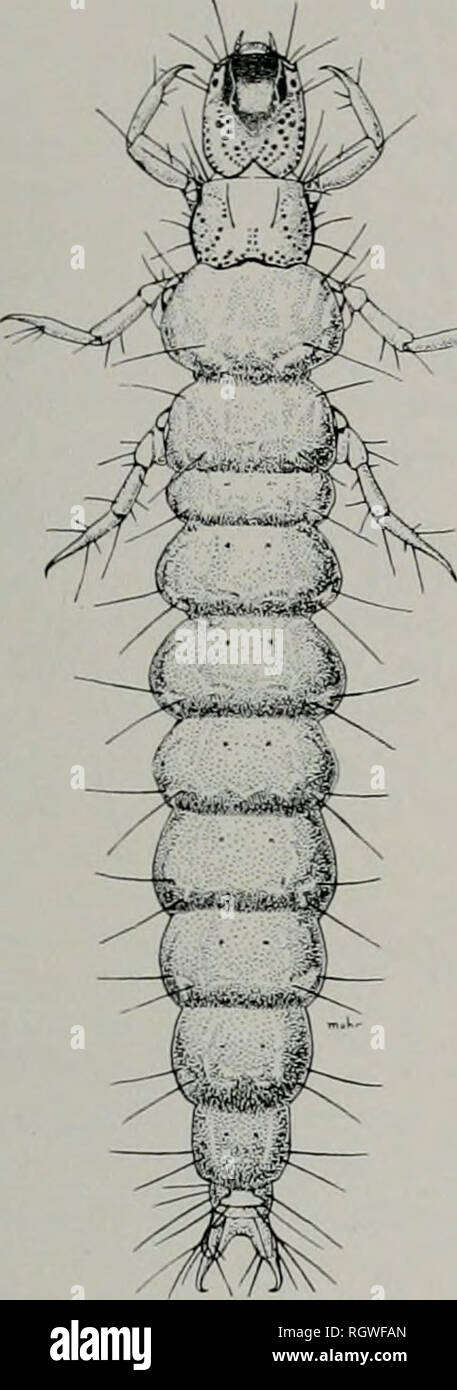 . Bulletin. Natural history; Natural history. March 1938 ROSS: NEARCTIC CADDIS FLIES 103 &gt;^;i^s5^. Fig. 3.âRhyacophila fenestra, larva ment; the apical segment incised for one-third its lateral and one-tourth its mesal length; both lobes straight and rounded, the dorsal one small and the ventral one large. At the base of the segment there is a mesal incurving lobe; most of the apical segment and this lobe are covered with short, dark setae. Tenth tergite narrow, the dorsal lobe cleft down the meson for more than one- half its length; the lateral lobes so pro- duced have convex dorsal margin Stock Photo