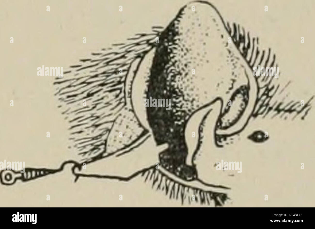 Bulletin Natural History Natural History Fig 7 Head And Ear
