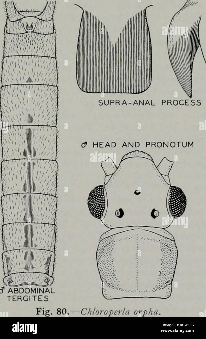 . Bulletin. Natural history; Natural history. Fig. T). — Uy,iroperl,i parallela. Other records for this species which ha c accumulated since it was originalh de scribed are as follows: British Coi.imbia. — Cultus lake: Apr. 18, l')36, W. K. Ricker, 19; Apr. 21, 1936, V. K. Ricker, IcT. Oregon.—Clatskanie, Beaver creek: May 9, 1936, J. .Schuli, IcT. Hillsboro: March 19, 1936, Gray &amp; Schuh, Icf. Chloroperla orpha—new species MALE.— [dominant color a pale greenisli white in life and pale yellowish white when preserved. Dark or black areas are as fol- low s: ocelli and compound eyes, fig. 80 Stock Photo