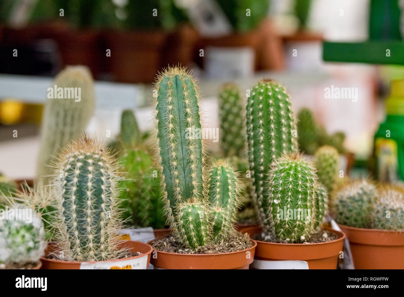 Small cactus, succulent and haworthia plants on the flower pots and