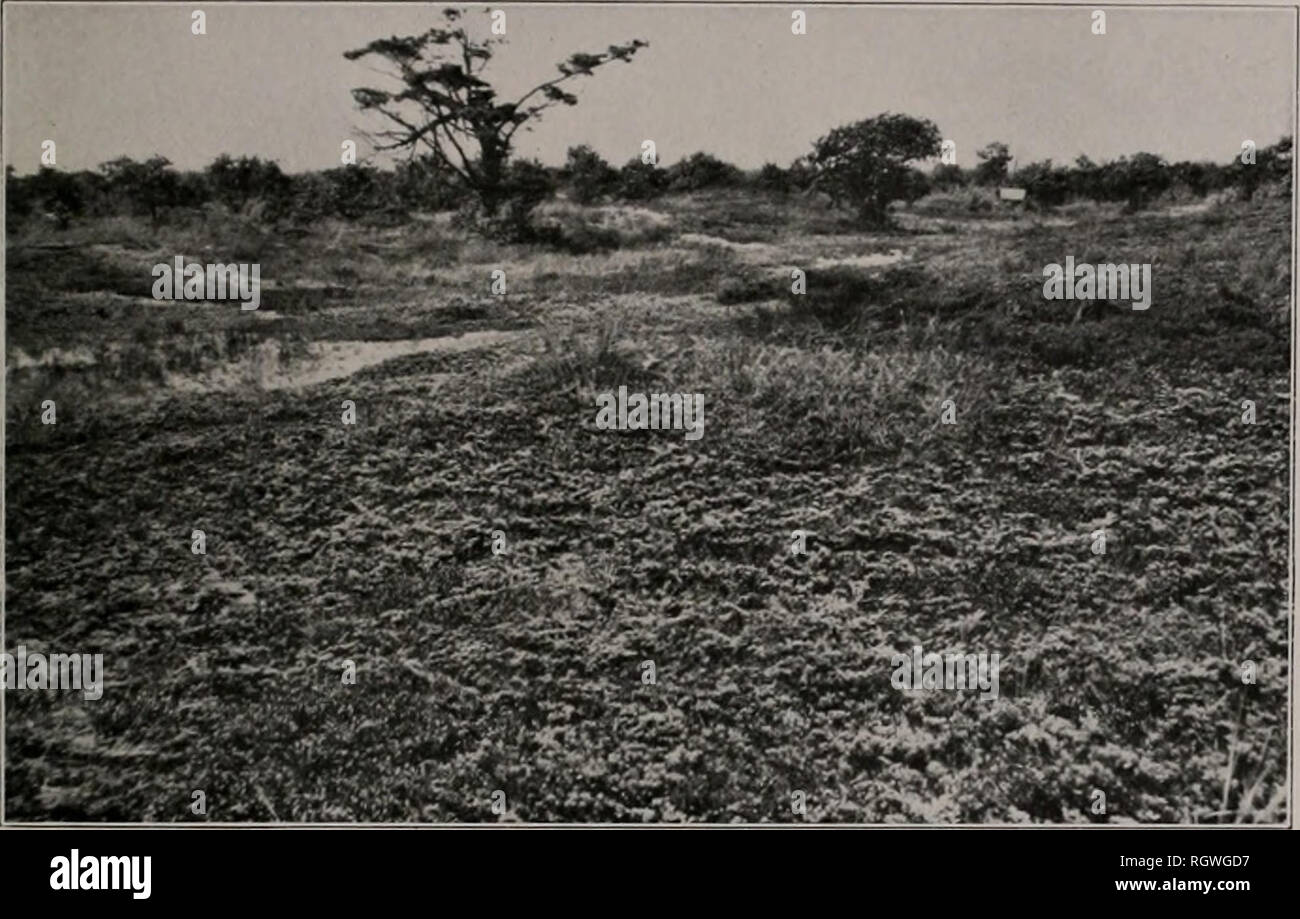 . Bulletin. Natural history; Natural history. PLATr; LII.. Fij^. 1. Heath near Heach. Illinois. 'Juniperus horizontalis in the foreground. Back of a strip of sand is bearberry (Arclosia/'fivios uva-ursi) In the backg-round is a tree of white pine {Piuiis strobus) and a grove of black oak ( i^uerrus velutina). August 24, 190*J.. Please note that these images are extracted from scanned page images that may have been digitally enhanced for readability - coloration and appearance of these illustrations may not perfectly resemble the original work.. Illinois. Natural History Survey Division. Urbana Stock Photo
