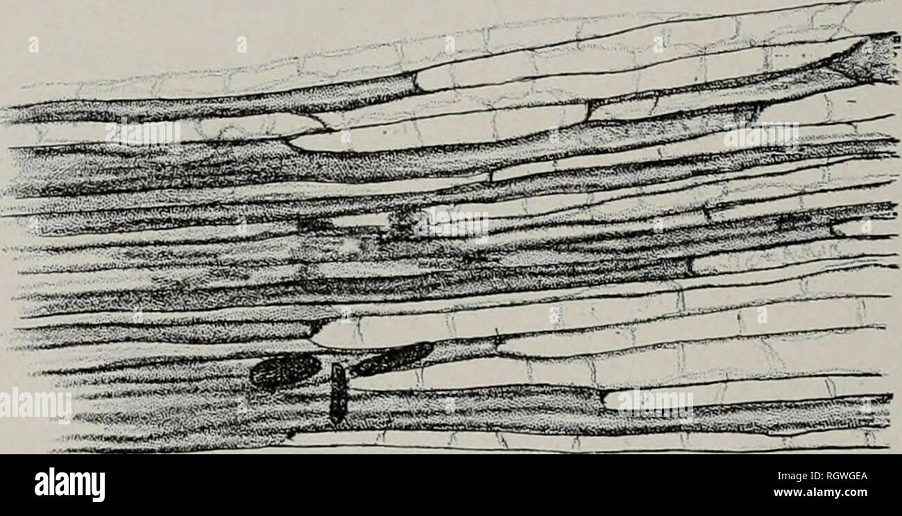 . Bulletin. Natural history; Natural history. 133 mycelium grows in the middle lamella. Jones (71), working with Bacil- lus carotovorus, reports that the enzyme produced, attacks more strongly the middle lamella, but he noted also a softening and swelling of the inner lamella, but found that the cellulose stains (e. g., chlor-zinc-iodide) &quot;give clear blue reactions with these fully softened walls.&quot; Van Hall (63), working with Bacillus omnivoriis on Iris, reports a similar condition. The inner lamellae, swollen by Helminthosporium, no longer react as cellulose under this test. Blackma Stock Photo