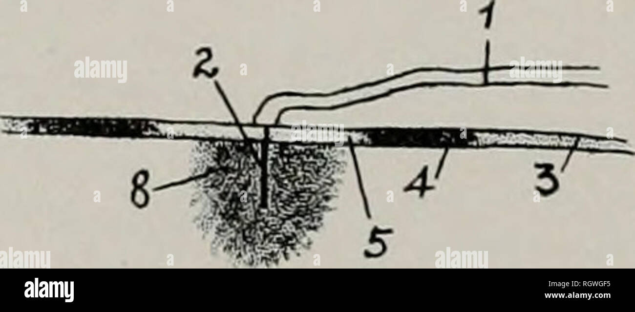 . Bulletin. Natural history; Natural history. Fig. 19.—H. No. 1: regions of a young diseased spot: 1, mycelium: 2, penetrating mycelium; 3, normal wheat cell-wall; 4. region of darker staining; 5. region of lighter staining; 6, diseased inner lamella; 7, middle lamella; 8. &quot;callus.&quot; stains, but not so dark as normal cell-wall. The &quot;callus&quot; and penetrating mycelium stain faintly or not at all. The middle lamella stands out clearly in all of the diseased region, and on each side of it the inner lamella is seen to be thickened and of altered stain-reaction. Though penetration  Stock Photo