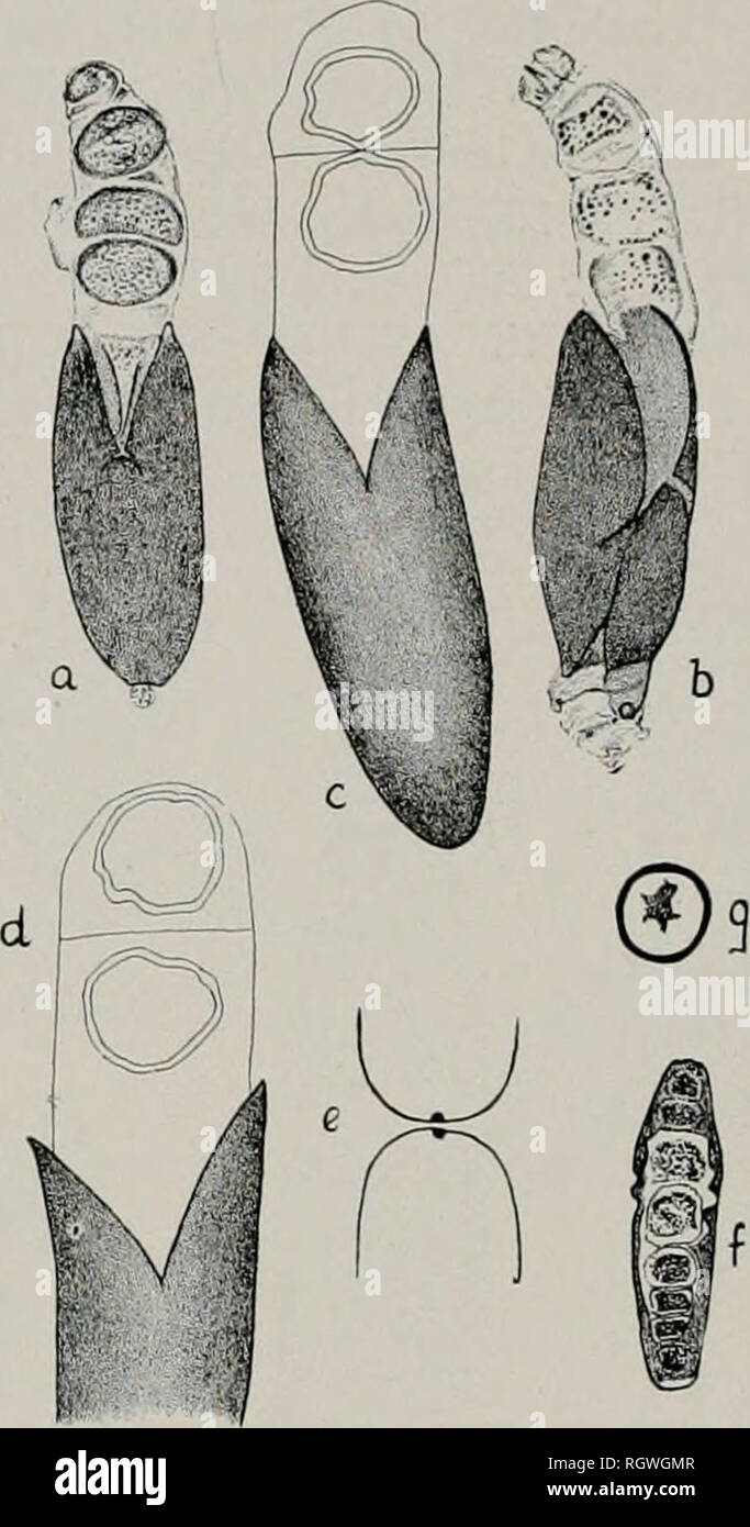 . Bulletin. Natural history; Natural history. 113. Fig. 11.—Conidia of H. No. 1: a and b, with outer wall cracked open by pres- sure, the inner hyaline wall and the pro- toplasts emerging; c. another conidium with the outer wall crushed by pressure, the two protoplasts walled and touching; d, similar to c, but with the protoplasts separate; e, immersion-lens view of two protoplasts within a conidium, showing thickening at their point of nearest approach to each other; /, a longitudinal microtome-section of a conidium from which both sides have been cut away; g. a cross-section of a conidium sh Stock Photo