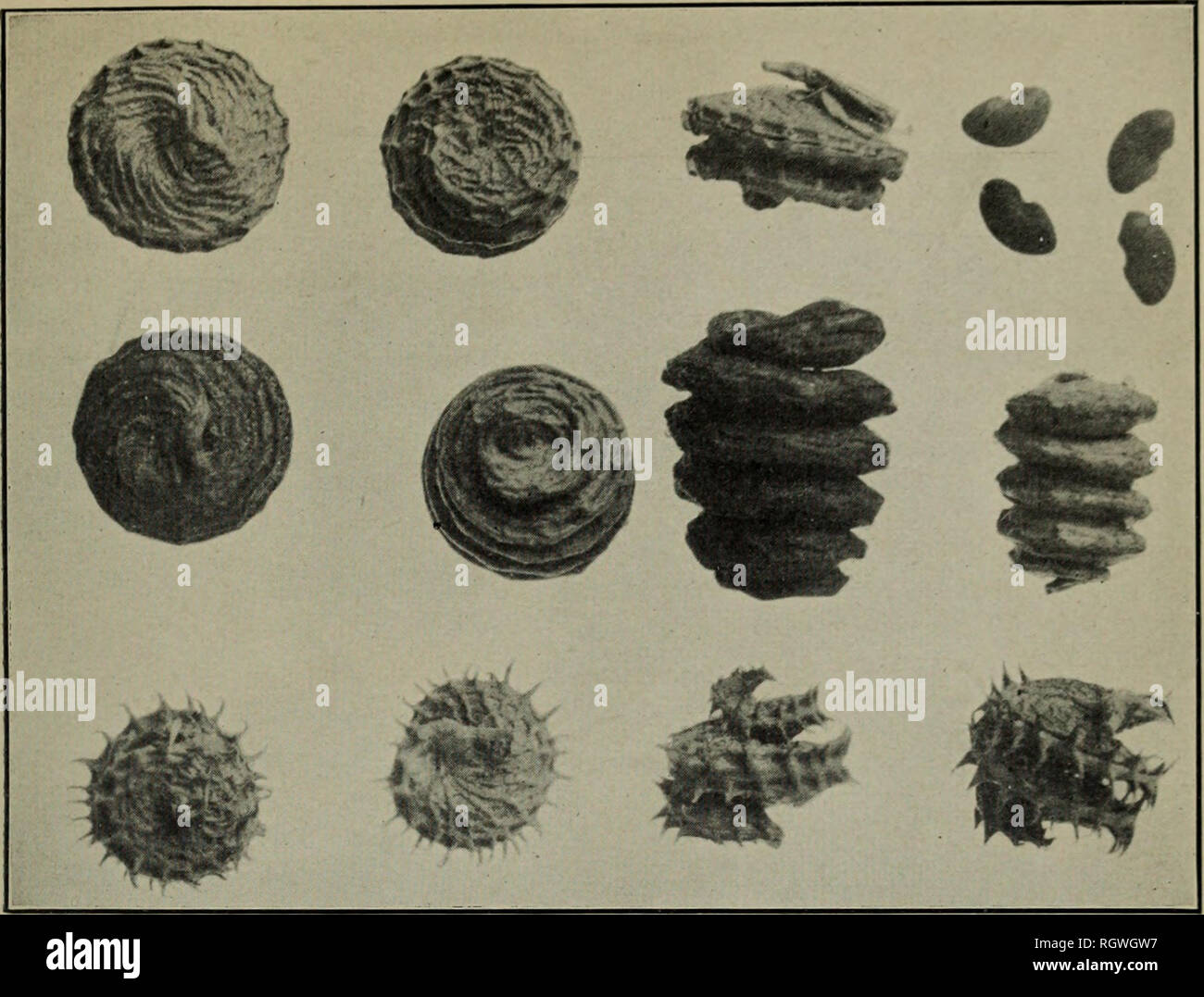 . Bulletin. 1901-13. Agriculture; Agriculture. Bui. 267, Bureau of Plant Indusiry, U. S. Dept. of Agriculture. Plate /Wl ^^. Fig. 1.—Pods of Three Subspecies of Medicago hispida, Showing Differences IN Windings, Venation, Absence of Spines, etc.; Also Slightly Notched Seeds of One Subspecies- Upper row, M. hispida confinis; middle row, 31. hispida reticulata; lower row, 3L hispida apicii- lata. (Enlarged 2 diameters.). Please note that these images are extracted from scanned page images that may have been digitally enhanced for readability - coloration and appearance of these illustrations may Stock Photo