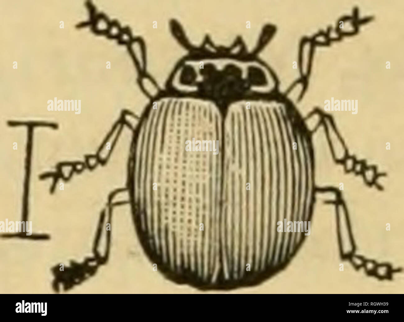 . Bulletin. Insects; Insect pests; Entomology; Insects; Insect pests; Entomology. 22 THK CHINCH BUG. Mr. Walsh in 1861 meutioued four Ladybirds, viz, the Spotted Ladybird {Hipjwdamia onaculatajFig. 4), the Trim Ladybird {CoccincUa munday now called Cycloneda sanguinea, Fig. 5), and two species of Scymnus. lu [Fig. 4.] [Fig. 5.]. Spotted Ladybird. Trim Ladybird. 1882 Prof. Forbes found five species of Ladybirds (including the first two mentioned by Walsh) extremely abundant on corn (15 or 20 to a hill) which was infested by hosts of Chinch Bugs. The contents of the stomachs of a few specimens o Stock Photo
