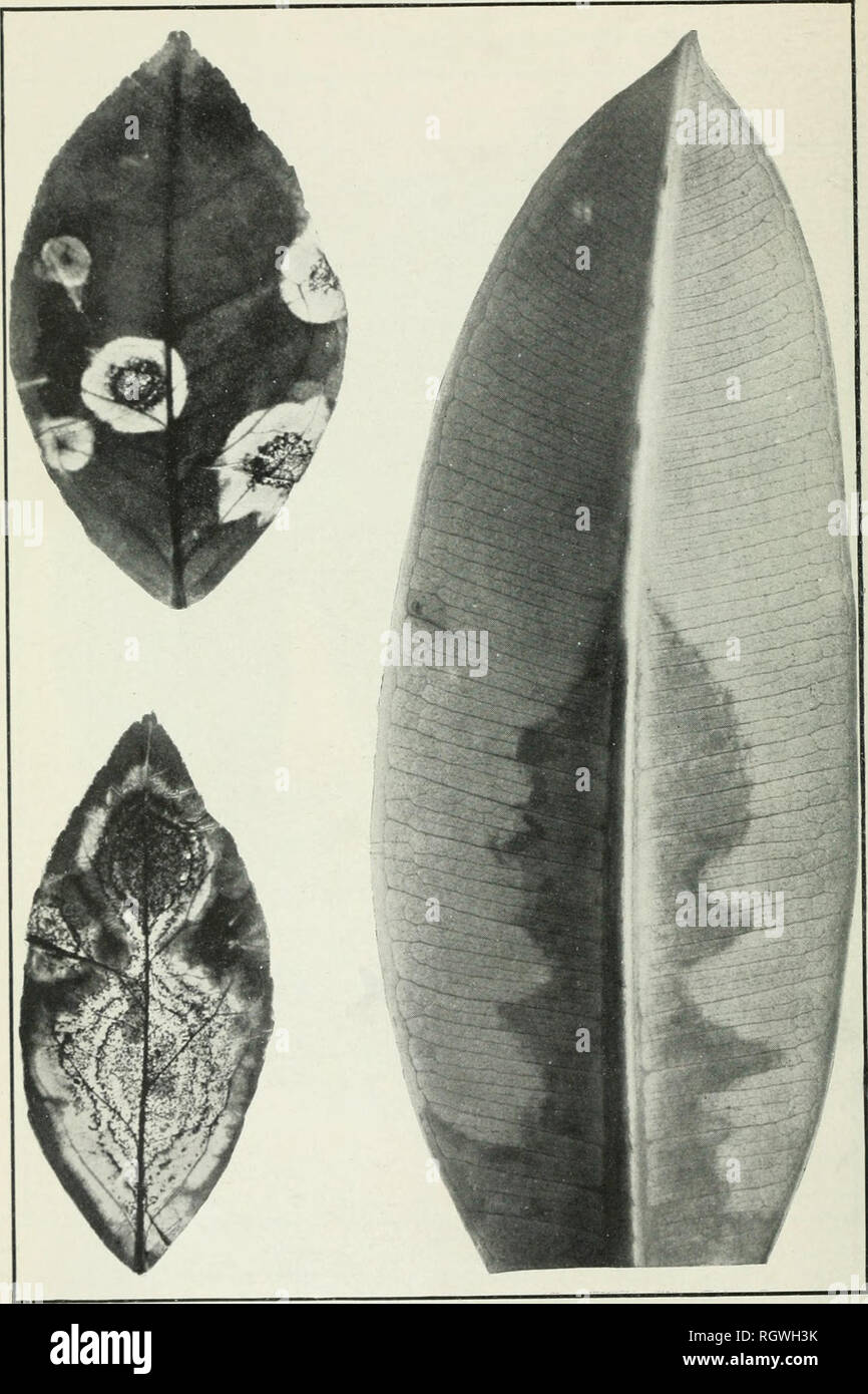 . Bulletin. 1901-13. Agriculture; Agriculture. Bui. 252, Bureau of Plant Industry, U. S. Dept. of Agriculture. Plate VI.. Glomerella cingulata on Two Orange Leaves, Showing Development of the Fungus on Apparently Healthy Leaves in a Moist Chamber and Localiza- tion of the Colonies. The Rubber Plant Leaf at the Right Shows Devel- opment OF THE Fungus Proceeding from the Petiole Along the Midrib.. Please note that these images are extracted from scanned page images that may have been digitally enhanced for readability - coloration and appearance of these illustrations may not perfectly resemble  Stock Photo
