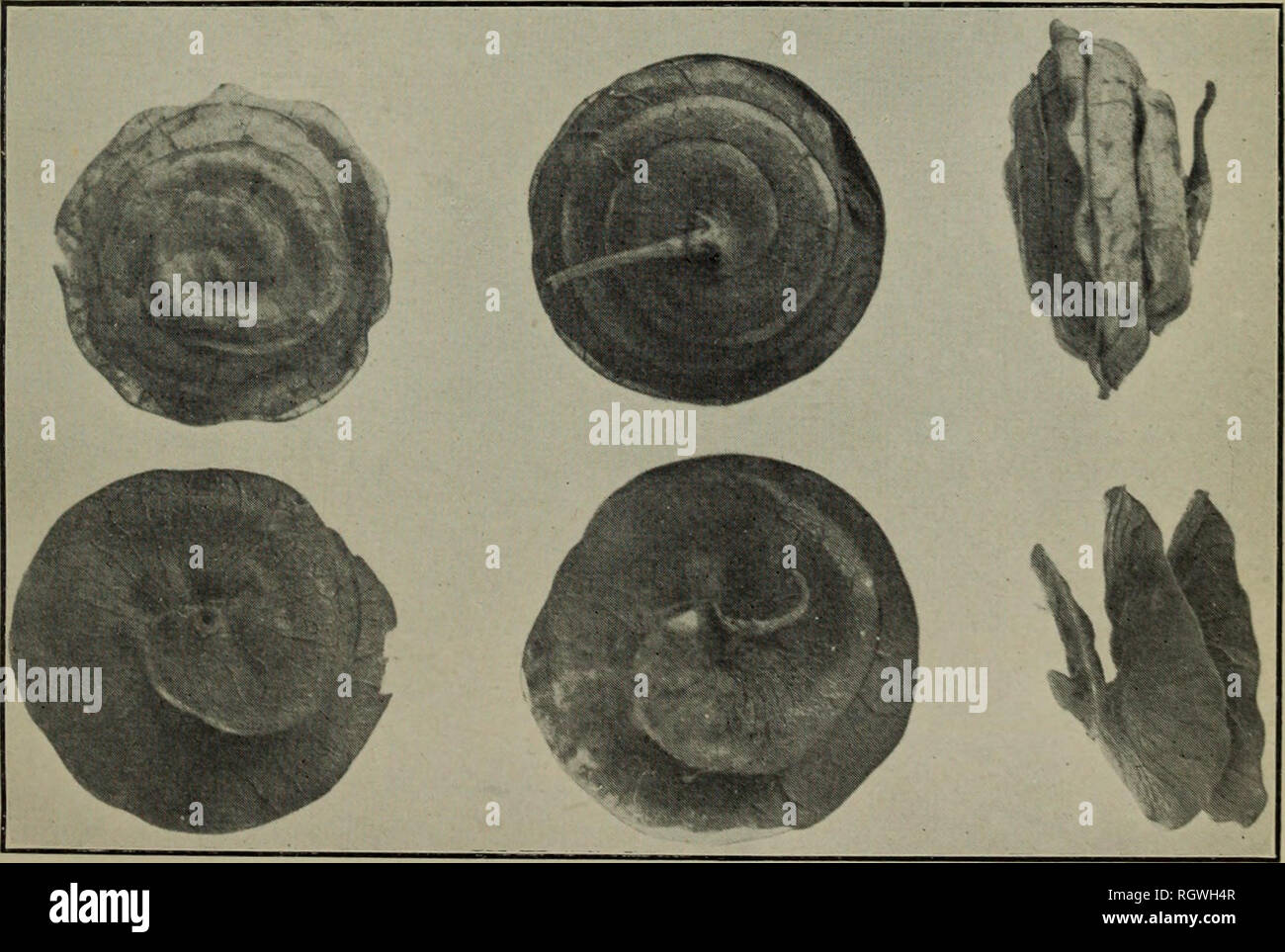 . Bulletin. 1901-13. Agriculture; Agriculture. Fig. 1.—Pods and Seeds of Medicago orbicularis, Showing Venation and Wind- ings OF Pods and Markings of Seed Coats. (Enlarged 2 diameters.). Fig. 2.—Pods of Two Subspecies of Medicago orbicularis, Marginata (Upper Row) and Microcarpa (Lower Row), Showing Variation in Windings and Size. (Enlarged 2 diameters.). Please note that these images are extracted from scanned page images that may have been digitally enhanced for readability - coloration and appearance of these illustrations may not perfectly resemble the original work.. United States. Burea Stock Photo