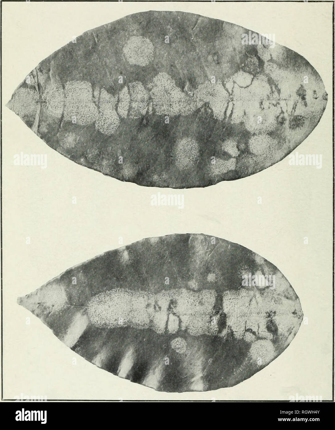 . Bulletin. 1901-13. Agriculture; Agriculture. Bui. 252, Bureau of Plant Industry, U. S. Dept. of Agriculture. Plate IV.. Pomelo Leaves, Showing Development in Moist Chamber of Numerous Colo- nies OF Glomerella cingulata on Apparently Healthy Leaves. One Year's Difference in the Age of the Leaves. The Colonies Mostly Originated from the Midrib.. Please note that these images are extracted from scanned page images that may have been digitally enhanced for readability - coloration and appearance of these illustrations may not perfectly resemble the original work.. United States. Bureau of Plant  Stock Photo