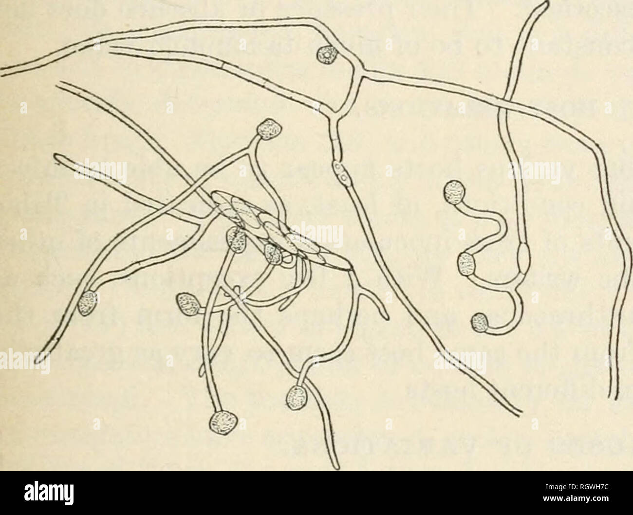 . Bulletin. 1901-13. Agriculture; Agriculture. Fig. 2.—Germinating conidia of Glomerella cingw- lata from a culture from pear, showing the for- mation of chlamydospores after 24 hours in drop cultures of sterile water. PERITHECIA. Perithecia have been found to vary in abundance, size, shape, arrangement, and location with reference to the surface of the me- dium. They are generally glo- bose or subglobose, though some- times elongated or pear shaped. The beak when present is usually very short, though commonly the perithecia are merely papil- late. In rare cases, however, they have been found  Stock Photo