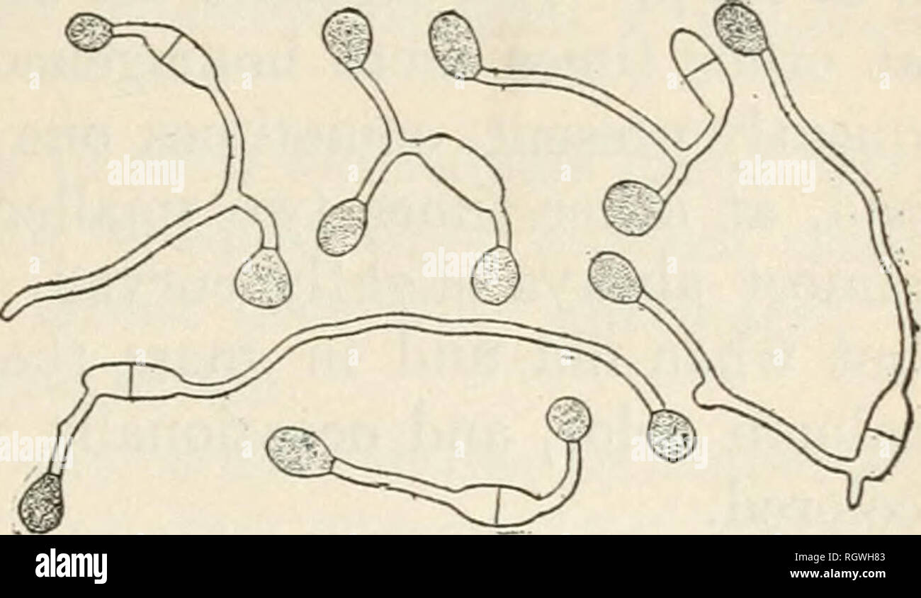 . Bulletin. 1901-13. Agriculture; Agriculture. VARIABILITY OF GLOMERELLA. 65. Fig. 2.—Germinating conidia of Glomerella cingw- lata from a culture from pear, showing the for- mation of chlamydospores after 24 hours in drop cultures of sterile water. PERITHECIA. Perithecia have been found to vary in abundance, size, shape, arrangement, and location with reference to the surface of the me- dium. They are generally glo- bose or subglobose, though some- times elongated or pear shaped. The beak when present is usually very short, though commonly the perithecia are merely papil- late. In rare cases, Stock Photo