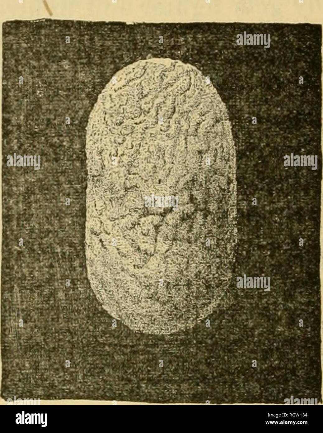 Ma tig hi-res stock photography and images - Alamy