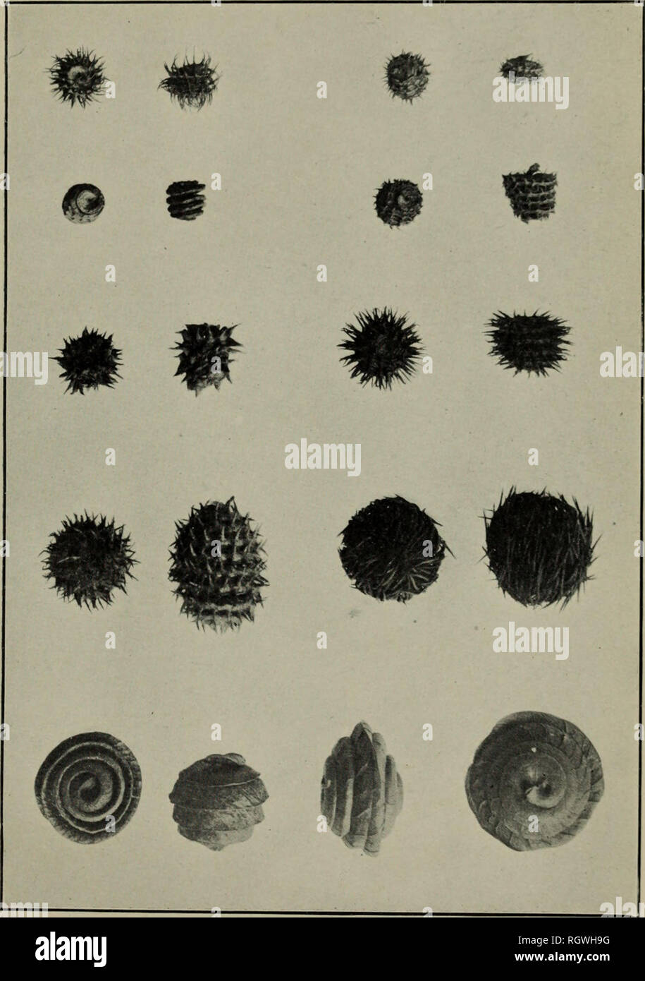. Bulletin. 1901-13. Agriculture; Agriculture. Bui. 267, Bureau of Plant Industry, U- S. Dept. of Agriculture. Plate II. Pods of Ten Species of Medicago. Top row, J/, arabica and .1/. hispida drnficulafa: second row, J/, hispida contini.^ and M. hit^pida tcnbdlam; third row, M. miirimtaund M. hi.-&lt;pida ni(jra: fourth row 1/ cdmns and M. echinus; bottom row, M. sctddlatn and J/, orbicularis. (Natural size.). Please note that these images are extracted from scanned page images that may have been digitally enhanced for readability - coloration and appearance of these illustrations may not perf Stock Photo