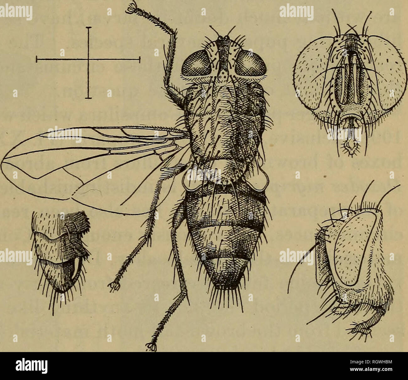 Blepharipa hires stock photography and images Alamy