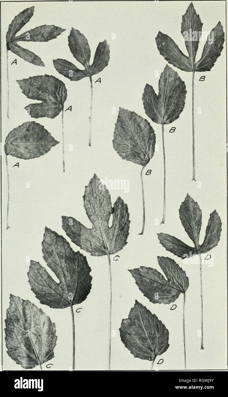 . Bulletin. 1901-13. Agriculture; Agriculture. Bui. 221, Bureau of Plant Industry, U. S. Dept. of Agricultur Plate II.. Dimorphic Leaves from Adjacent Internodes of Four Plants (A, B, C, and D) of Hibiscus Cannabinus, Showing Somewhat Gradual Changes of Form. (Natural size.). Please note that these images are extracted from scanned page images that may have been digitally enhanced for readability - coloration and appearance of these illustrations may not perfectly resemble the original work.. United States. Bureau of Plant Industry, Soils, and Agricultural Engineering. Washington Govt. Print.  Stock Photo