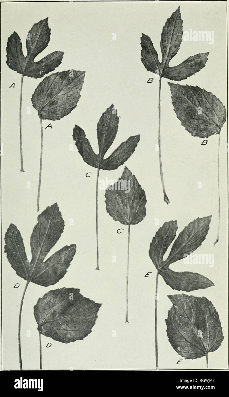 . Bulletin. 1901-13. Agriculture; Agriculture. Bui. 221, Bureau of Plant Industry, U. S. Dept. of Agriculture. Plate I.. Dimorphic Leaves from Adjacent Internodes of Five Plants {A, B, 0, D, and E) of Hibiscus Cannabinus, Showing Very Abrupt Changes of Form. (Natural size.). Please note that these images are extracted from scanned page images that may have been digitally enhanced for readability - coloration and appearance of these illustrations may not perfectly resemble the original work.. United States. Bureau of Plant Industry, Soils, and Agricultural Engineering. Washington Govt. Print. O Stock Photo