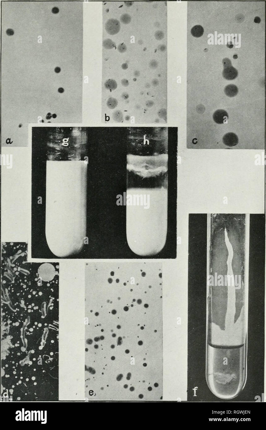 . Bulletin. 1901-13. Agriculture; Agriculture. Bui. 213, Bureau of Plant Industry, U. S. Dept. of Agriculture Plate XXV.. Bacterium tumefaclens on culture media: (a) Daisy organism; agar plate from bouillon; incubated 4 days at 22 to 25° C. (b) Daisy organism from a tumor; agar plate 8 days old. (c) Gall organism from a peach gall; agar plate 14 days old. (d) Hard gall of apple on agar poured plate at end of 5 days after being used for inoculations. The large colony is an intruder, (e) Same as a. (f) Needle stroke of daisy organism on slant agar, photographed after some days, (g) Old tube of s Stock Photo