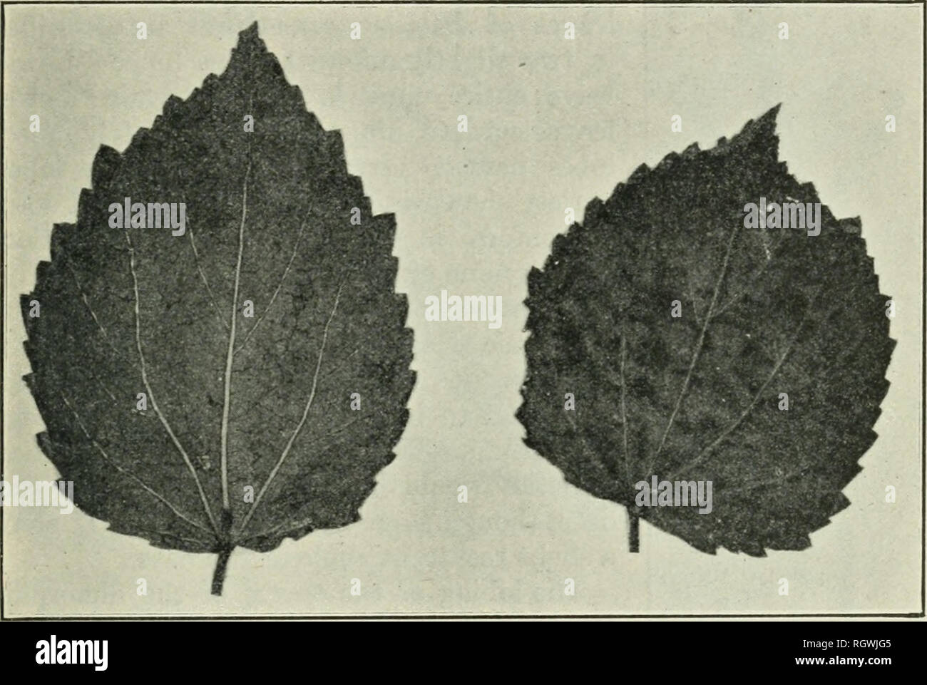. Bulletin. 1901-13. Agriculture; Agriculture. LEAF FORMS OF VARIETIES OF HIBISCUS CANNABINUS. 15 been found on the Egyptian cotton in Arizona as low as the seventh node, as reported by Mr. Argyle McLachlan. LEAF FORMS OF VARIETIES OF HIBISCUS CANNABINUS. At least two varieties of the Deccan hemp are grown in Egypt, one with deeply divided, finely toothed leaves (Pis. I and II) and the other with more coarsely toothed, undivided leaves (figs. 1, 2, 3, and 4). It does not appear that either of these Egyptian varieties has been introduced into the United States, but a third variety with digitate Stock Photo