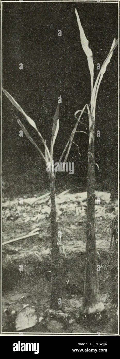 . Bulletin. 1901-13. Agriculture; Agriculture. 44 DIMORPHIC BRANCHES IN TROPICAL CROP PLANTS. The names of the two kinds of offshoots allude to differences in the size and shape of the leaves. The broad-leaved suckers begin near the'ground to produce leaf blades of the same general form as those of the adult plant (fig. 8). The sword suckers produce at first only small narrow blades that by their shape suggest the name (fig. 9). The basal, sheathing parts of the leaves that form the so-called &quot; trunk &quot; of the banana plant are much larger in the sword suckers, and this renders the red Stock Photo