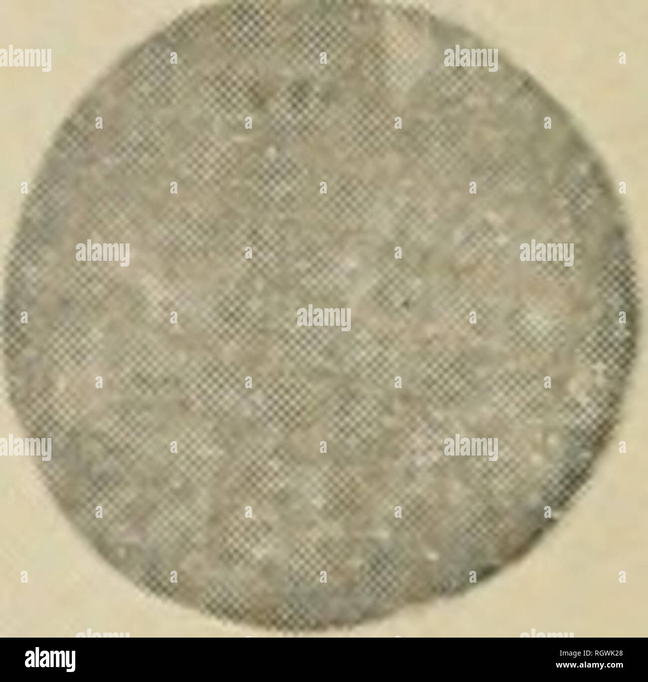 Bulletin Ethnology K S Plate 84 Ciboney Artifacts From Cuba A Flint Chips B Coral Rasp C Stone Mortar D Ceremonial Stone C Irregular Hammerstone Cubical Hammerstone G Discoidal Hammerstone H