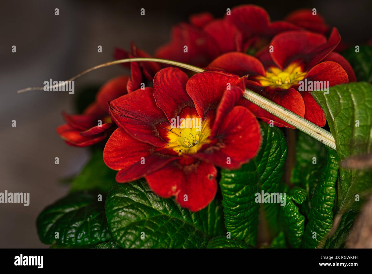 Plants Flowers Macro Photography Stock Photo