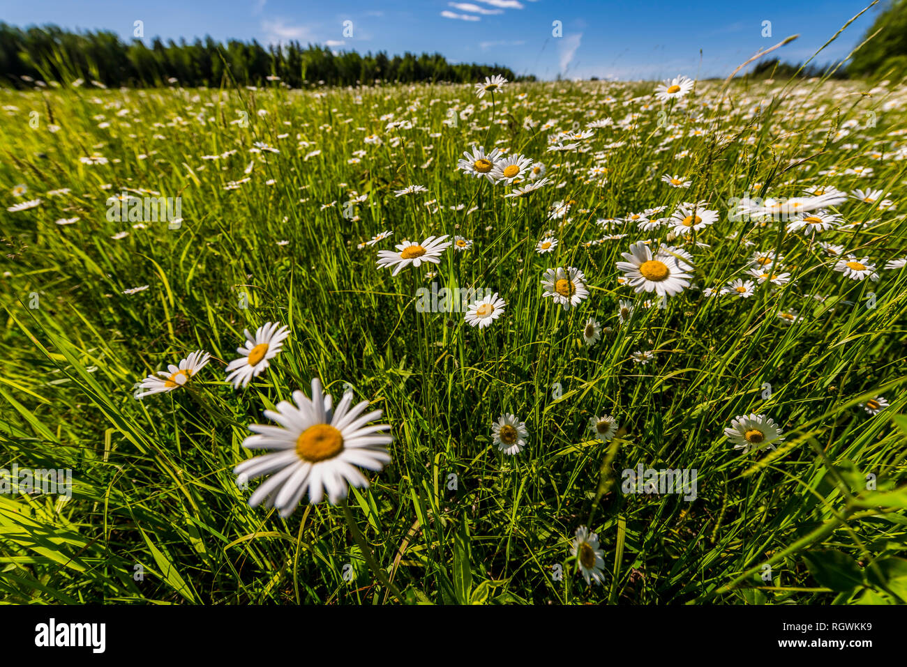 Wild flowers in northern Wisconsin Stock Photo - Alamy