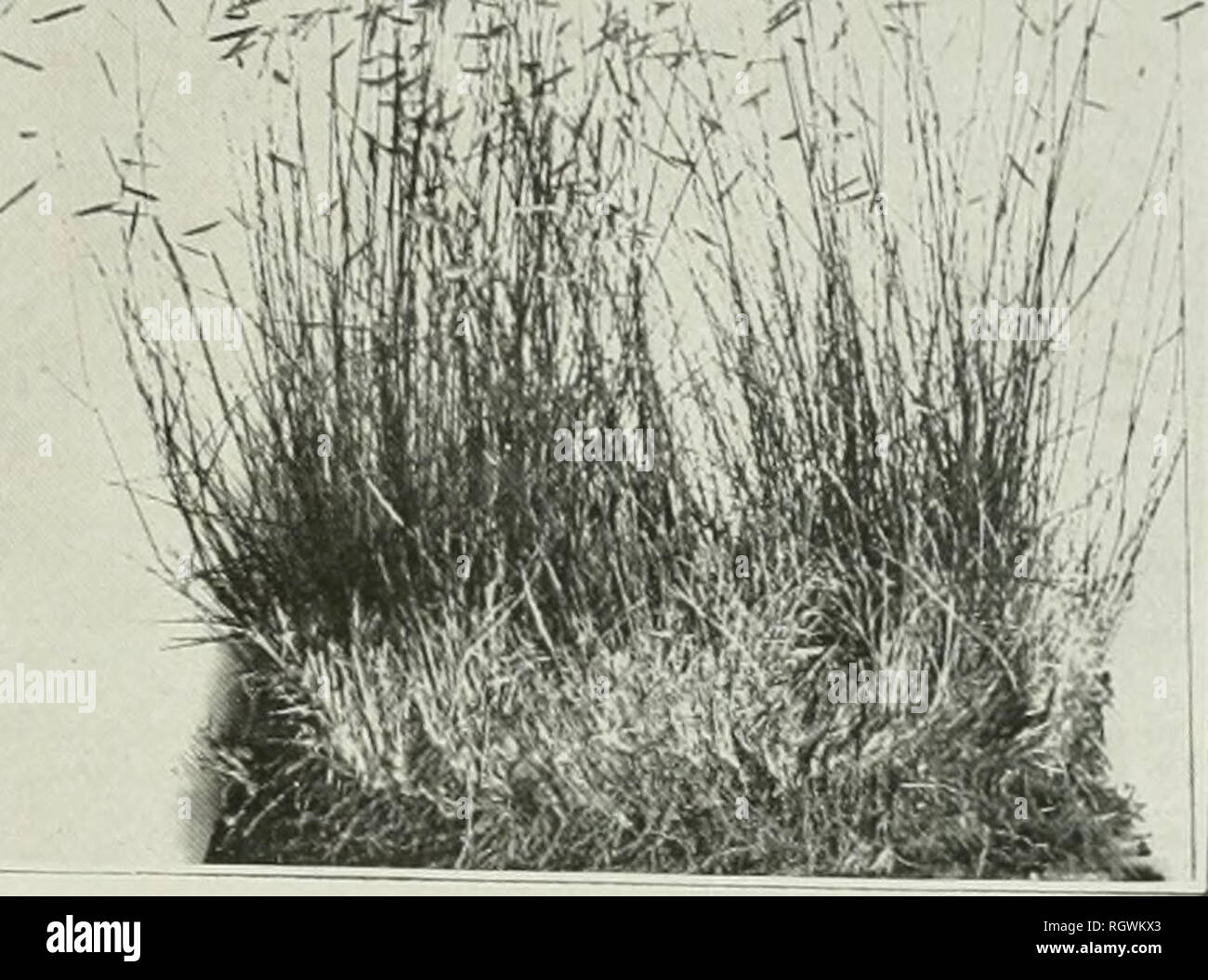 . Bulletin. 1901-13. Agriculture; Agriculture. /' &gt;â &quot; I . Fig. 1.-Tufted Plantain (Plantago fastigiata) on the Lef- (bouteloua oligosstachyai on the right. Both figures from plants growing near Tucson, Ariz. Blue Grama. Please note that these images are extracted from scanned page images that may have been digitally enhanced for readability - coloration and appearance of these illustrations may not perfectly resemble the original work.. United States. Bureau of Plant Industry, Soils, and Agricultural Engineering. Washington Govt. Print. Off Stock Photo