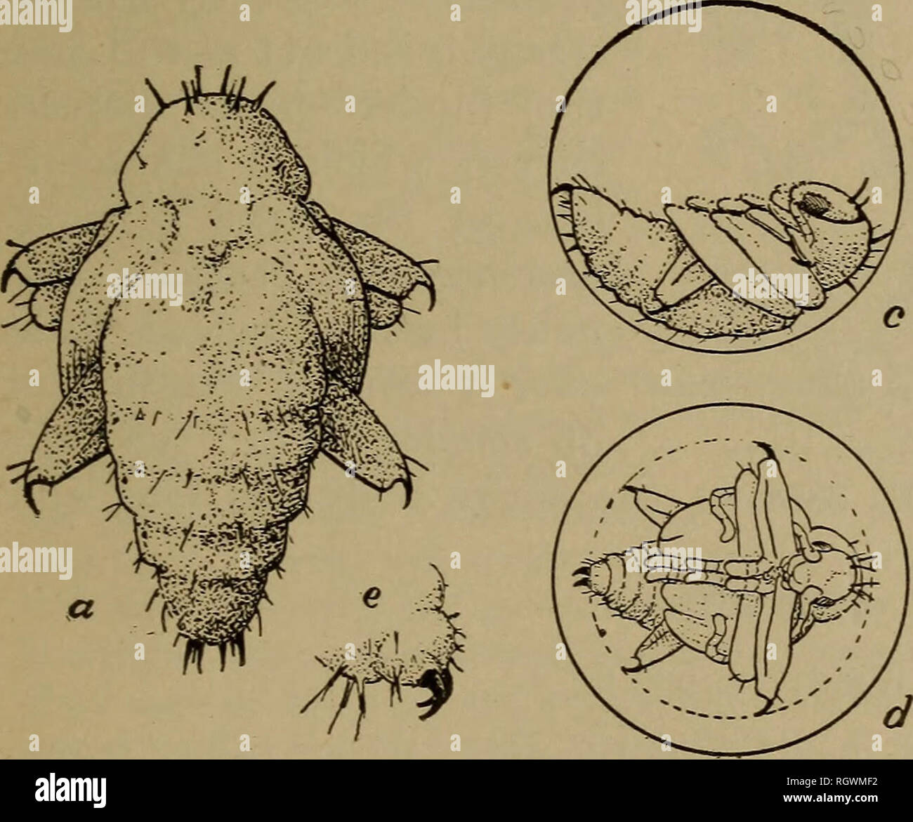 Measuring a beetle High Resolution Stock Photography and Images - Alamy