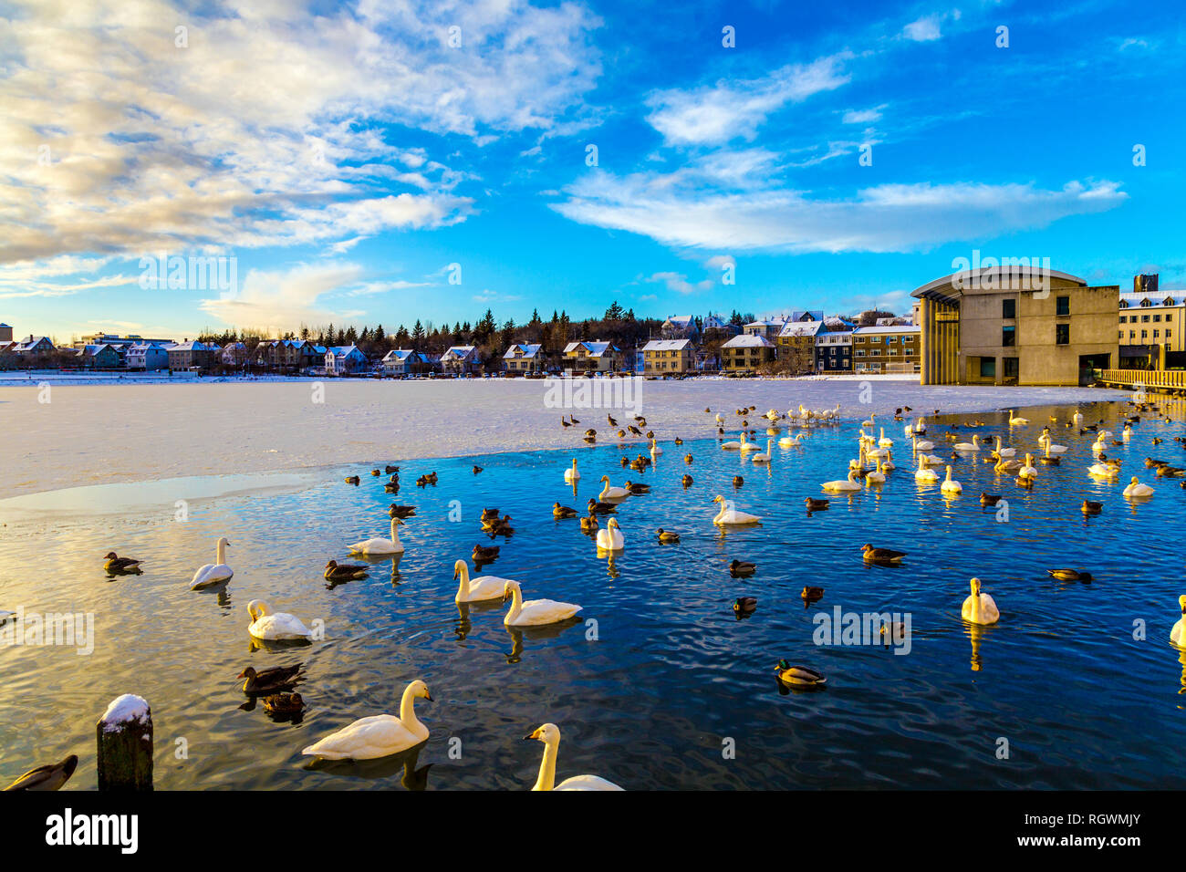 Swans and ducks on Lake Tjörnin in winter in Reykjavik, Iceland Stock Photo