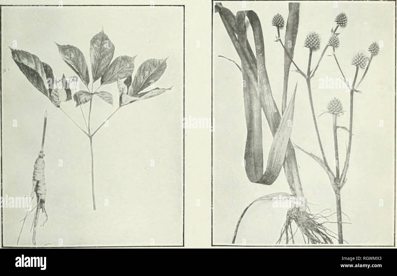 . Bulletin. 1901-13. Agriculture; Agriculture. Fig. 1.—Indian-Physic i Porteranthus trifoliatusi. Fig. 2.—Wild Sarsaparilla 'Aralia NUDICAULISi.. Fig. 3.—Ginseng (Panax QuiNQUEf^oLiUM i Fig. 4.—Water-Eryngo Eryngium YUCCIFOLIUMl.. Please note that these images are extracted from scanned page images that may have been digitally enhanced for readability - coloration and appearance of these illustrations may not perfectly resemble the original work.. United States. Bureau of Plant Industry, Soils, and Agricultural Engineering. Washington Govt. Print. Off Stock Photo