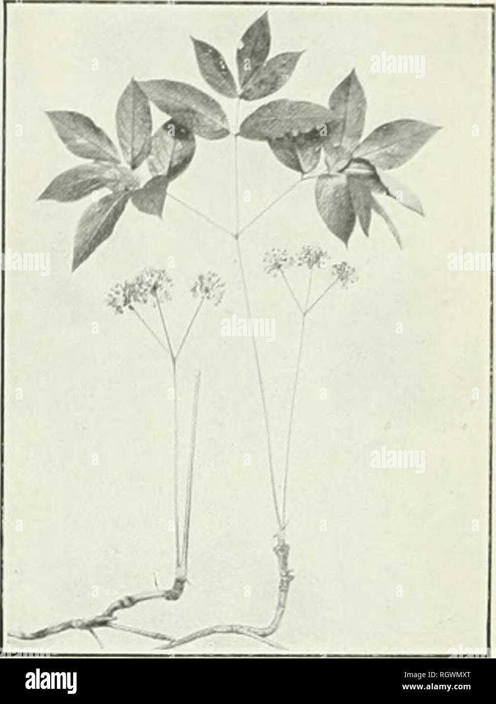 . Bulletin. 1901-13. Agriculture; Agriculture. Bui. I 07, Bureau of Plant Intlust.y, U. S Dept of Agricultur( f ;,^, „.  ^ l^^i^^ 1 ^&quot;^^tj fcF '^^^^S P^. Fig. 1.—Indian-Physic i Porteranthus trifoliatusi. Fig. 2.—Wild Sarsaparilla 'Aralia NUDICAULISi.. Please note that these images are extracted from scanned page images that may have been digitally enhanced for readability - coloration and appearance of these illustrations may not perfectly resemble the original work.. United States. Bureau of Plant Industry, Soils, and Agricultural Engineering. Washington Govt. Print. Off Stock Photo
