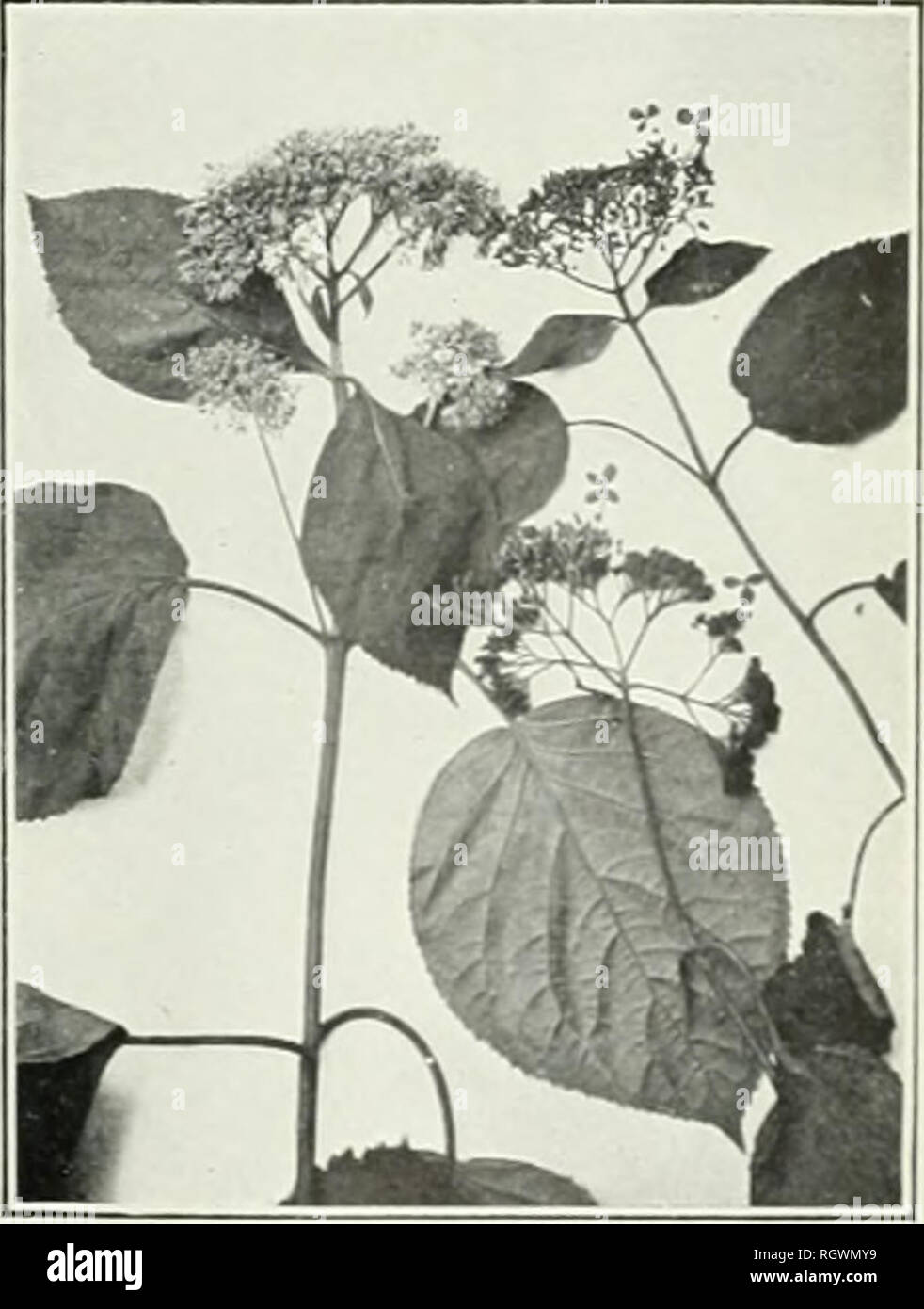 . Bulletin. 1901-13. Agriculture; Agriculture. Fig. 3.—Canada Moonseed Meni- SPERMUM CANADENSE'. Fig. 4.—Hydrangea Hydrangea ARBORESCENS'.. Please note that these images are extracted from scanned page images that may have been digitally enhanced for readability - coloration and appearance of these illustrations may not perfectly resemble the original work.. United States. Bureau of Plant Industry, Soils, and Agricultural Engineering. Washington Govt. Print. Off Stock Photo