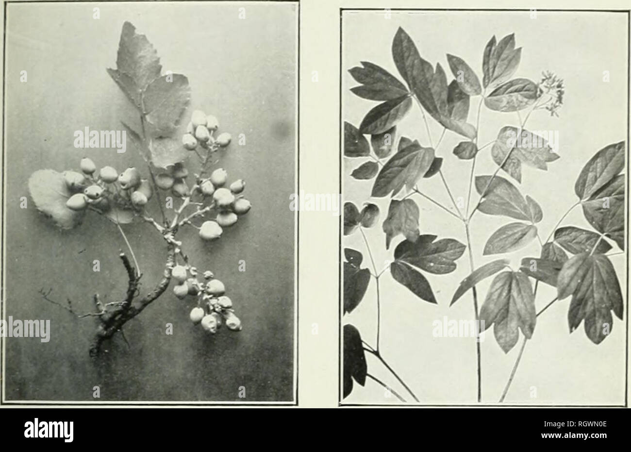 . Bulletin. 1901-13. Agriculture; Agriculture. Bui. 107, Bu.ei J ' P'3n! ln.lu;!ry U S D^d; cf Asr'icu!tur&lt;. Fig. 1.—Oregon Grape Berberis aquifolium . Fig. 2.—Blue Cohosh Caulophyllum thalictroides .. Please note that these images are extracted from scanned page images that may have been digitally enhanced for readability - coloration and appearance of these illustrations may not perfectly resemble the original work.. United States. Bureau of Plant Industry, Soils, and Agricultural Engineering. Washington Govt. Print. Off Stock Photo