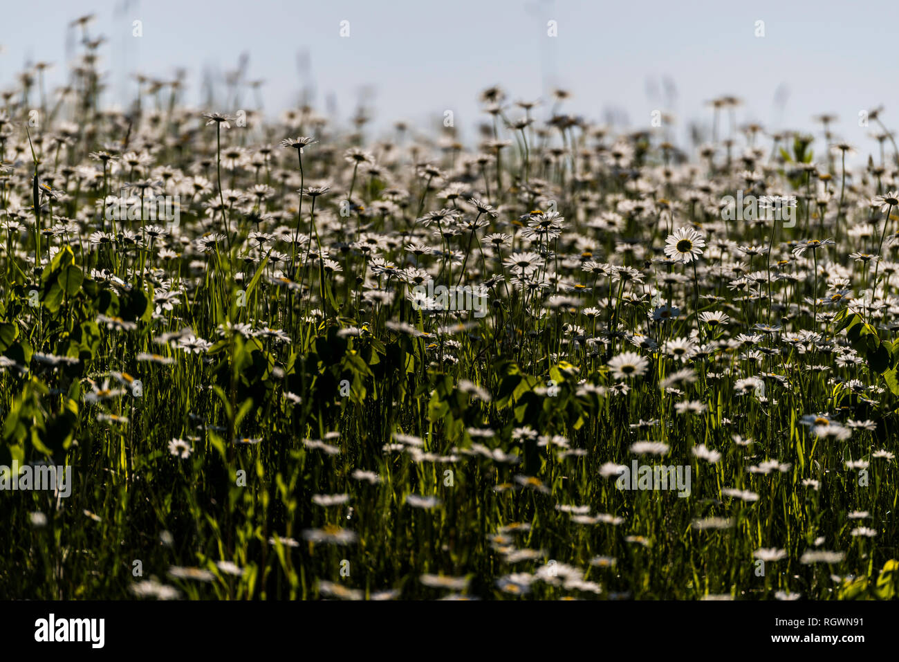 Wild flowers in northern Wisconsin Stock Photo Alamy