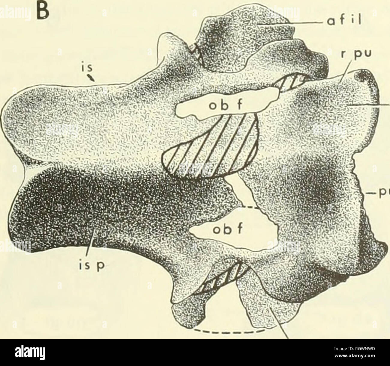 Bulletin Natural History Ga Pu Of Il Fig 45 Pelvis Of The Type Of Cynognathus Crateronotus Bmnh R 2571 In A Lateral B Ventral Views Oblique Hatching Indicates Plaster Reconstruction Matrix Adheres