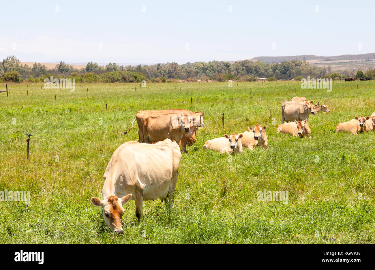 Herd of brown Jersey dairy cows , cattle grazing in a lush green ...