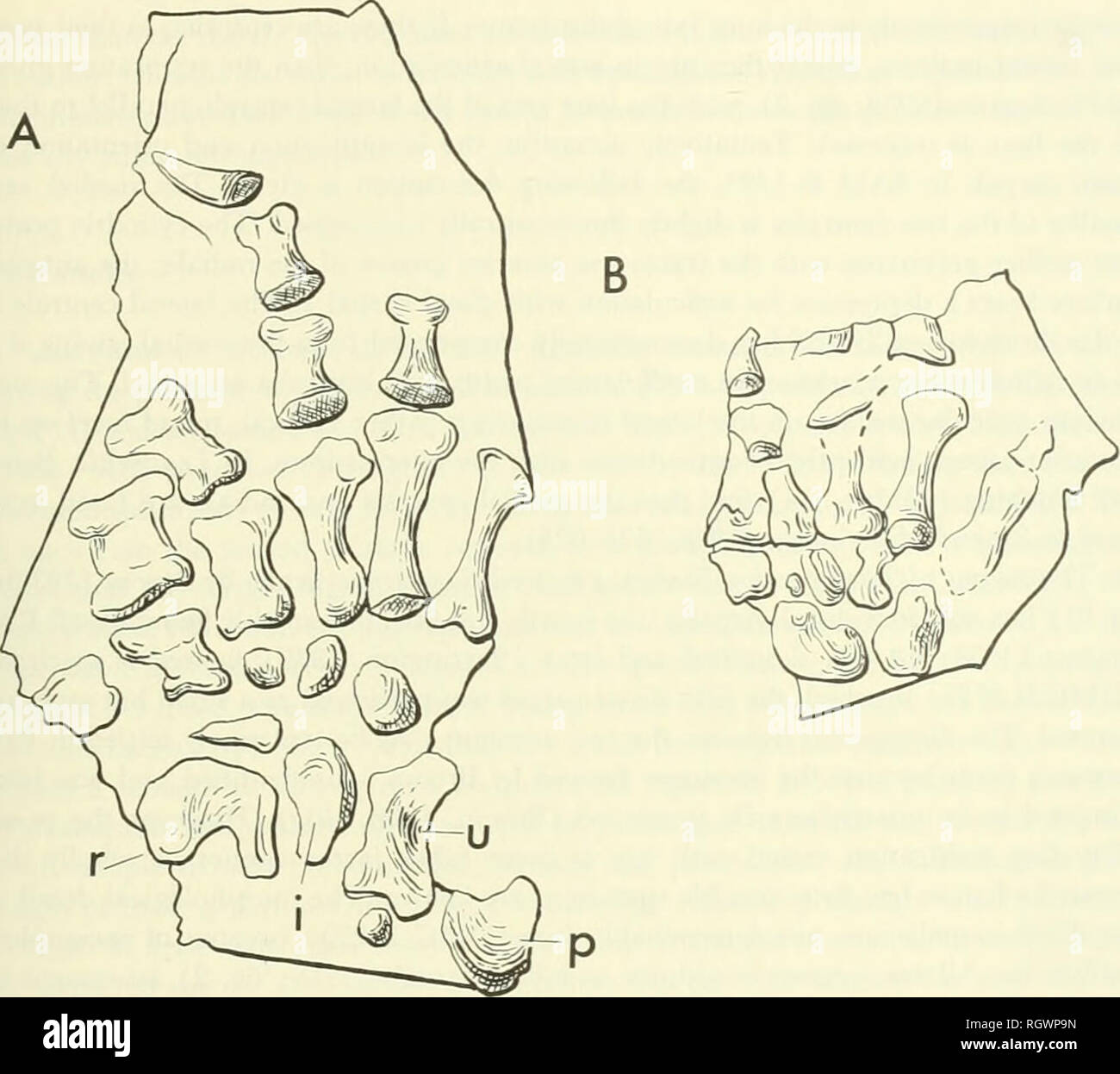 . Bulletin. Natural history. THE POSTCRANIAL SKELETON OF AFRICAN CYNODONTS 127. fig. 34. A, manus and B, pes of Diademodon sp., USNM 23352, showing disparity in size XI.5. Abbreviations as in Fig. 33 except: i, intermedium. A pisiform is known in Thrinaxodon (UMC R. 2733, in which the 11 carpals are disarticulated), in Diademodon (USNM 23352) and in Leavachia (RC 92). In Thrinaxodon the identity of the pisiform is somewhat in doubt, the probability being that it is one of the two elements preserved posterior to the ulnare (see Parrington, 1939: fig. 1). The more posterior of the two is closest Stock Photo