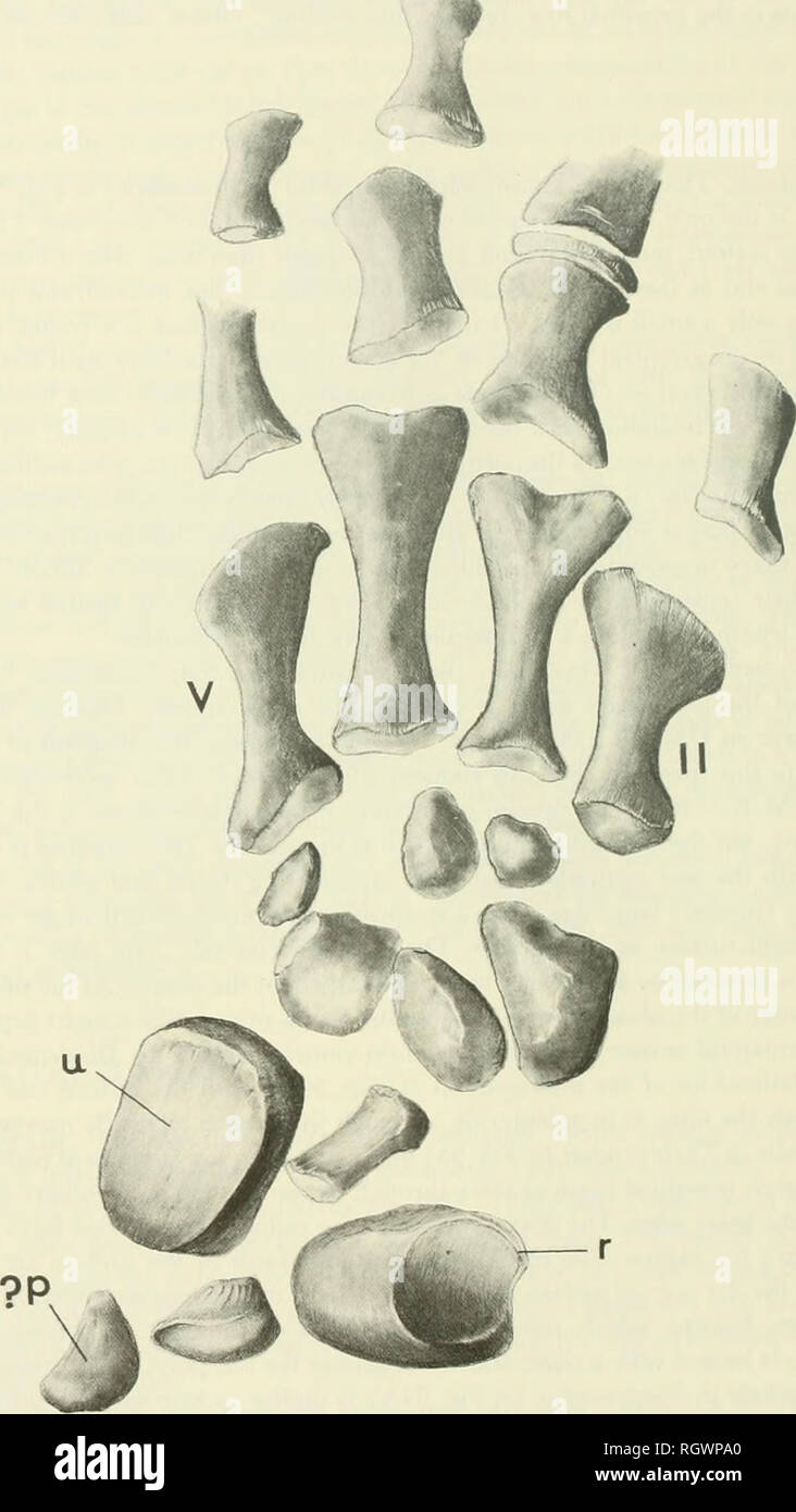 . Bulletin. Natural history. 126 PEABODY MUSEUM BULLETIN 36. FIG. 33. Manus of Thrinaxodon liorhinus, UMC R. 2733, showing eleven carpals. Distal phalanges and first digit not illustrated in this view (see Parrington, 1939). Approx. X5.7. Abbreviations: ll-V, metacarpals II-V; ?p, pisiform, identification uncertain: r, radiale; u, ulnare.. Please note that these images are extracted from scanned page images that may have been digitally enhanced for readability - coloration and appearance of these illustrations may not perfectly resemble the original work.. Peabody Museum of Natural History. Ne Stock Photo