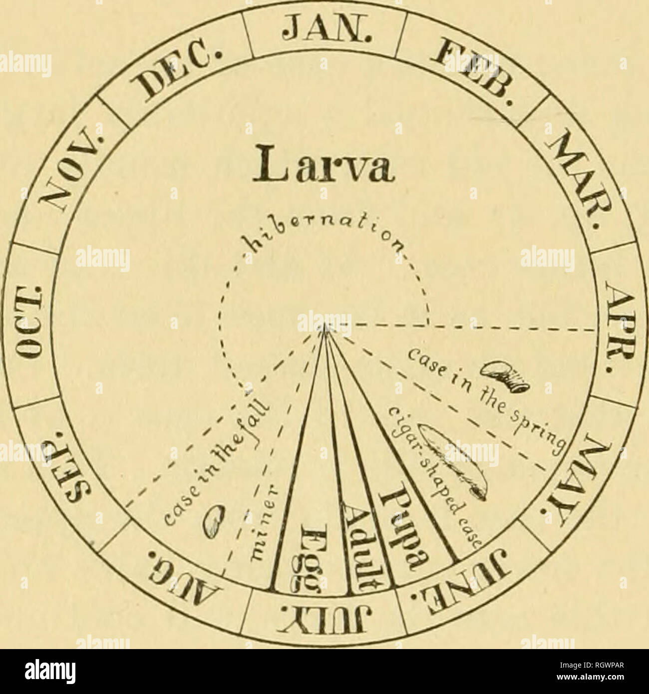 . Bulletin. Insects; Insect pests; Entomology; Insects; Insect pests ...