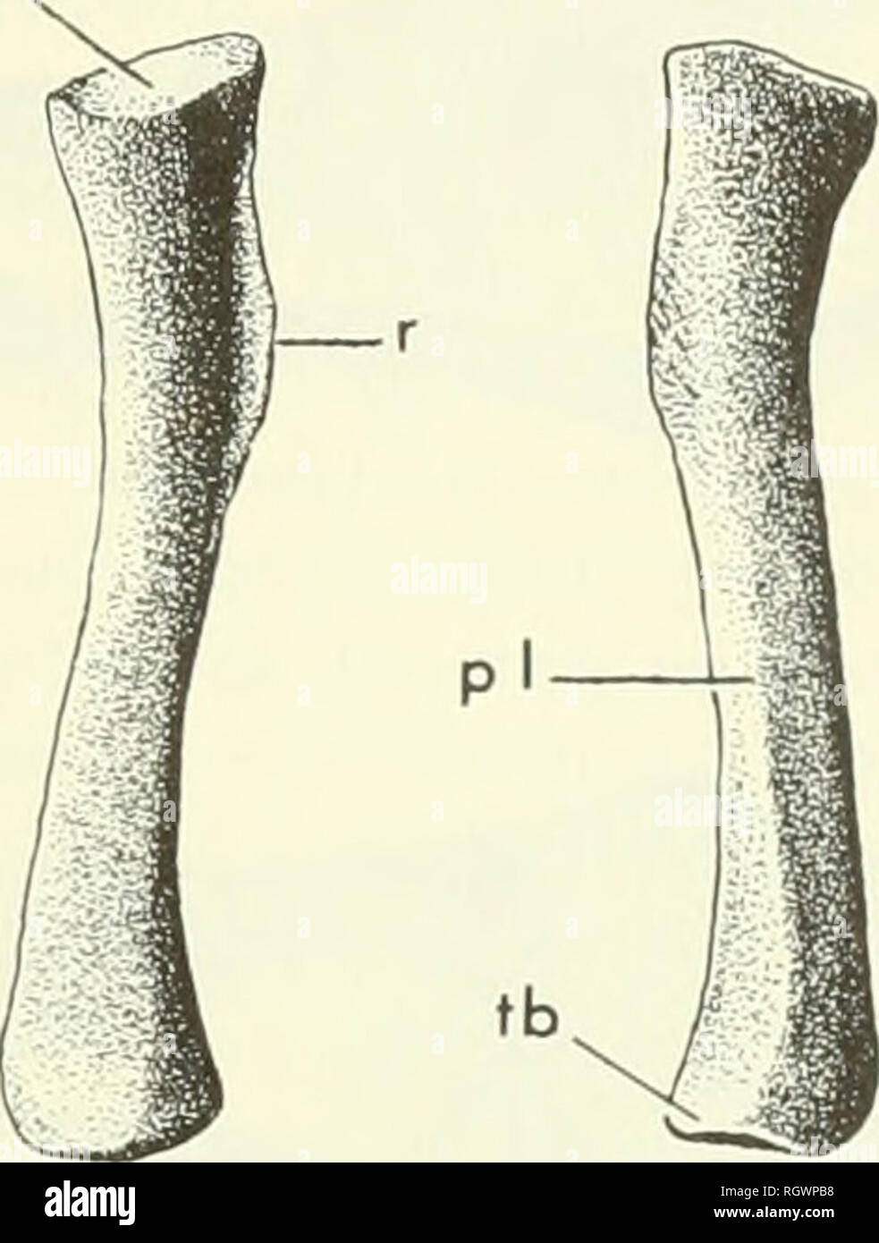 Bulletin Natural History Pr Ar F Fig 30 Right Radius Of Thrinaxodon Sam K 1395 In A Anterior B Posterior C Medial D Lateral Views X2 Abbreviations As In Fig 29 Bulletin Natural History Pr Ar F Fig 30 Right Radius Of Thrinaxodon Sam K 1395 In A Anterior B Posterior C Medial D Lateral Views X2 Abbreviations As In Fig 29