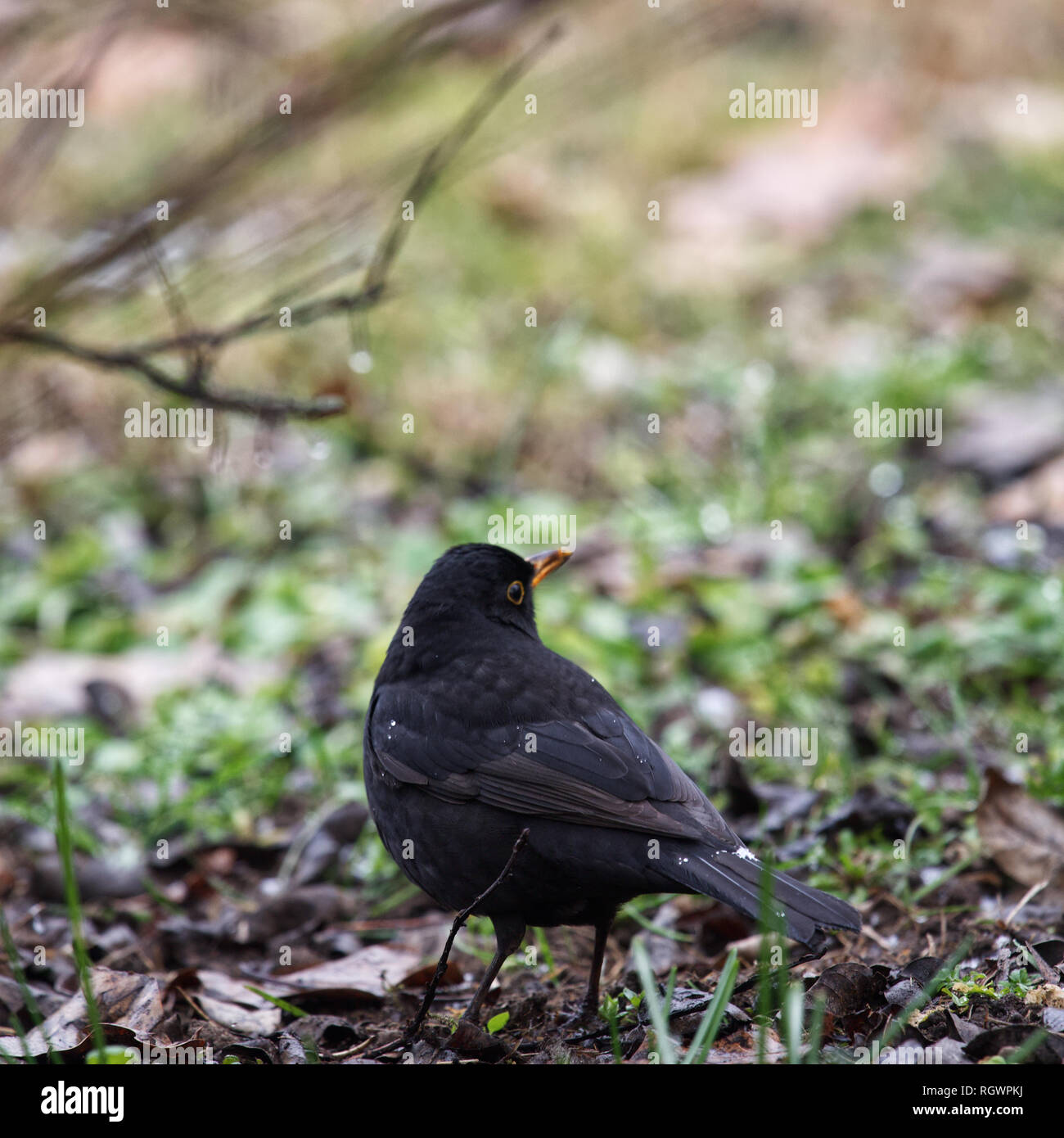 Common blackbird (Turdus merula) Stock Photo