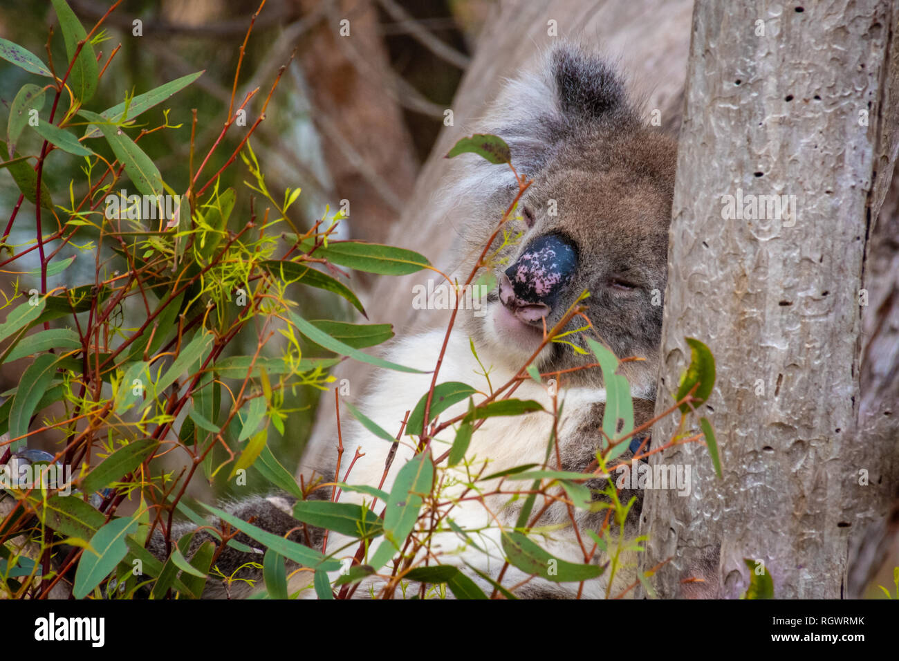 Koala bear sleeping in tree hi-res stock photography and images - Alamy
