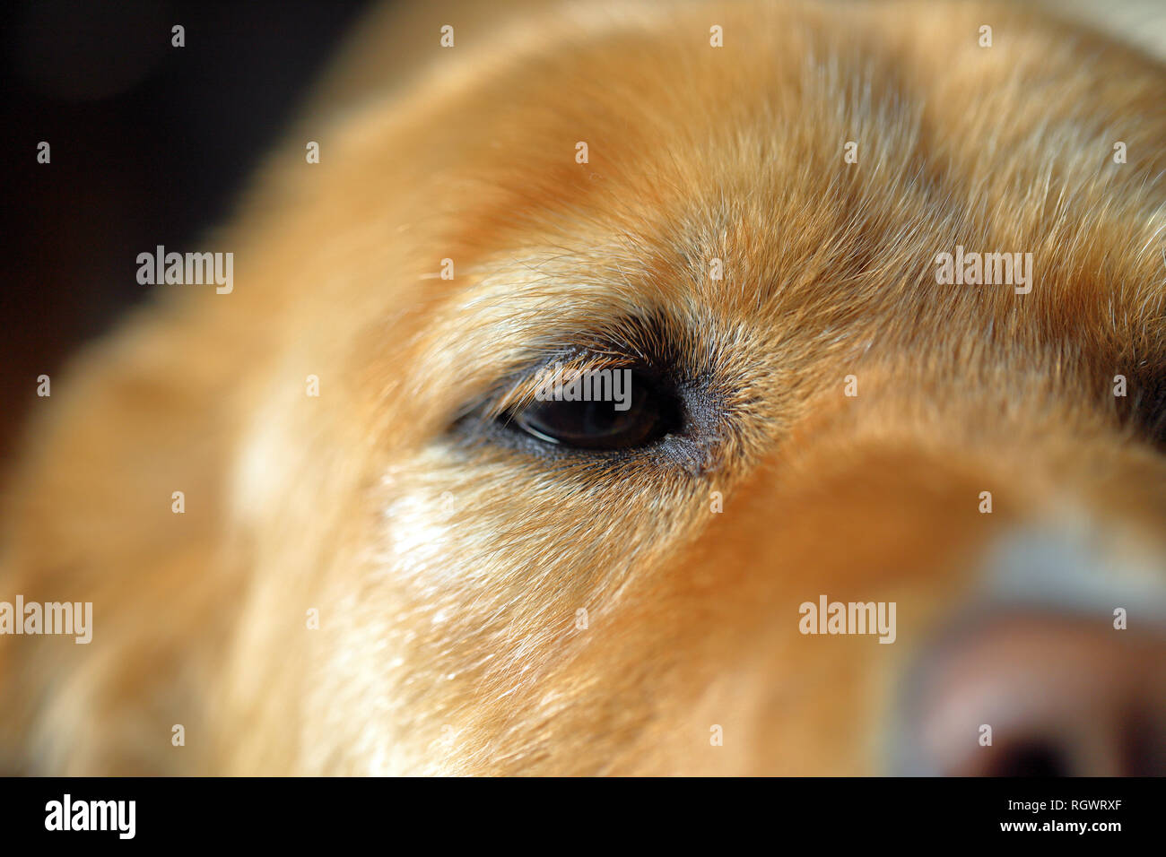 Close up dogs eyes hires stock photography and images Alamy