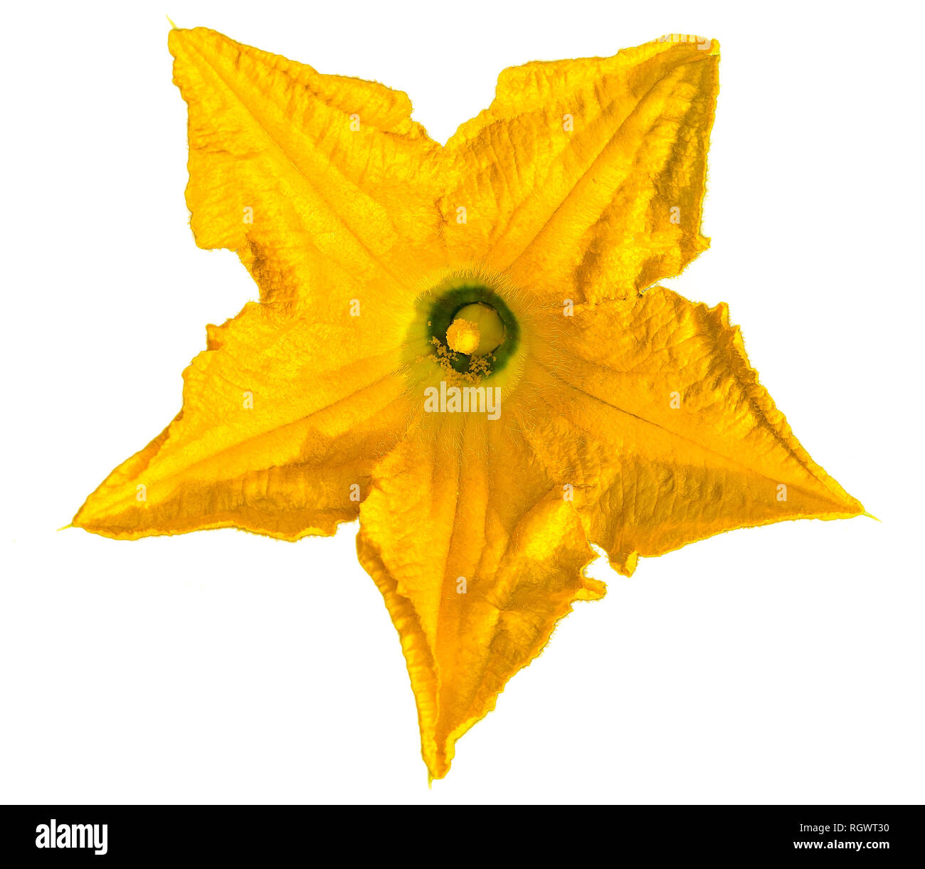 Pumpkin flower isolated on white Stock Photo