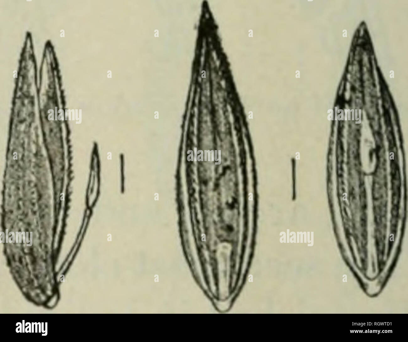 . Bulletin. 1901-13. Agriculture; Agriculture. f 3 Pi0, is.—Seeds ol Ftw tudetica: a and b, back viewB; c i ,side views; .rami g, fronl views; p, a terminal floret. general surface scabrous or sometimes glabrous; web not present; palea equaling or somewhal exceeding the glume and often separated from it at the apex in florets having a well-developed grain; keels of the palea hispid-ciliate, mostly exposed and more or less evident from the side; raehilla segment varying from one-fifth to one- third or even one-half the Length of the glume, glabrous or scabrous, sterile raehilla. Please note tha Stock Photo