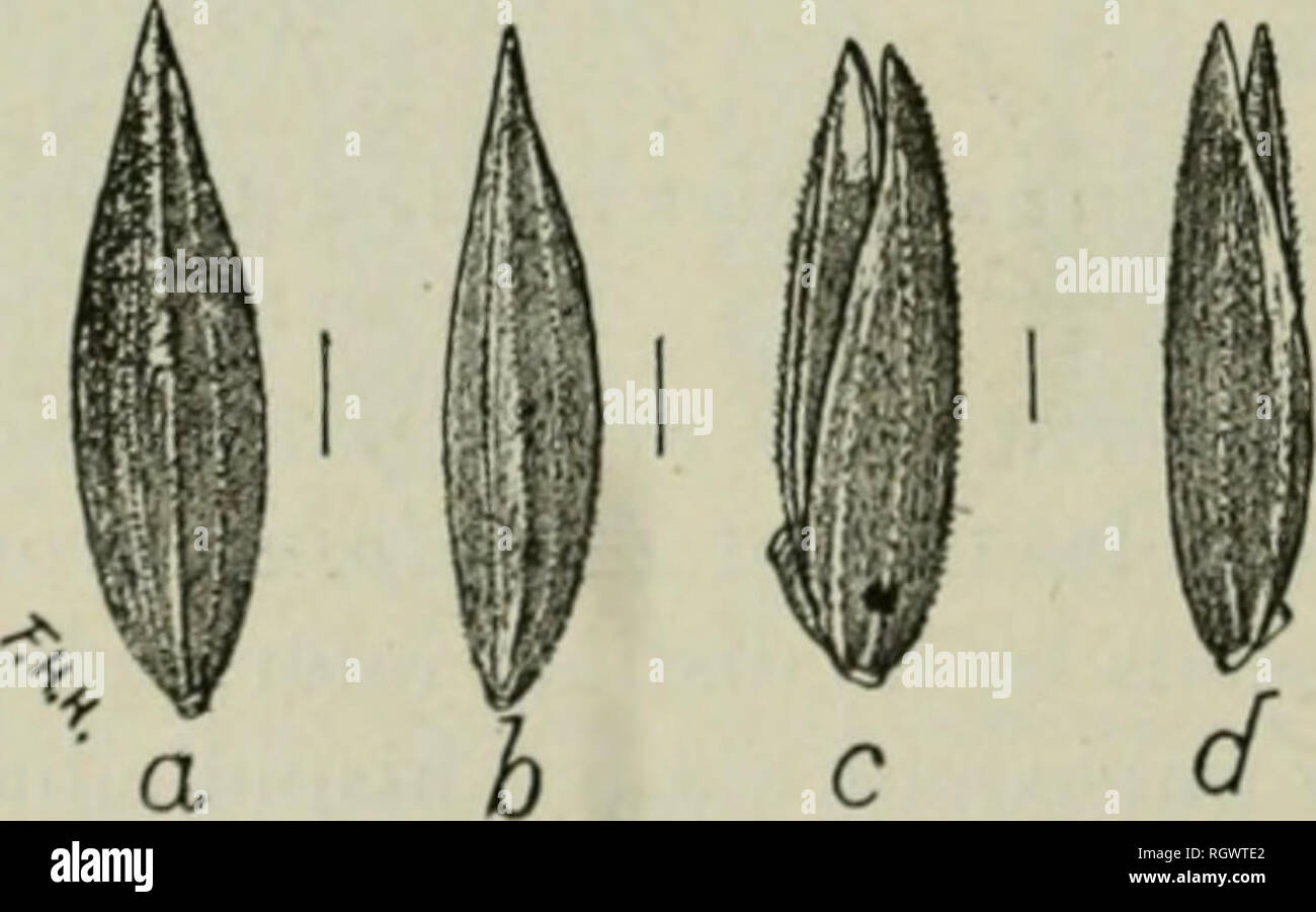 . Bulletin. 1901-13. Agriculture; Agriculture. / f Fig. 12.—Seeds of alpine meadow grass (Poa nlpina): a and b, back views; o-e, side views; f-h, front views; h, a terminal floret. The seed of Poa al/pina is not on the market and is not likely to be found in commercial seeds. Individual seeds of 1 nlpina closely resemble those of P. annua, but are to be distinguished by the indis- tinct intermediate veins of the glume, the variable raehilla segment, and especially by the keels of the palea, which are slenderer, not arched, less pubescent, and strictly hispid-ciliate above. The plant is alpine Stock Photo