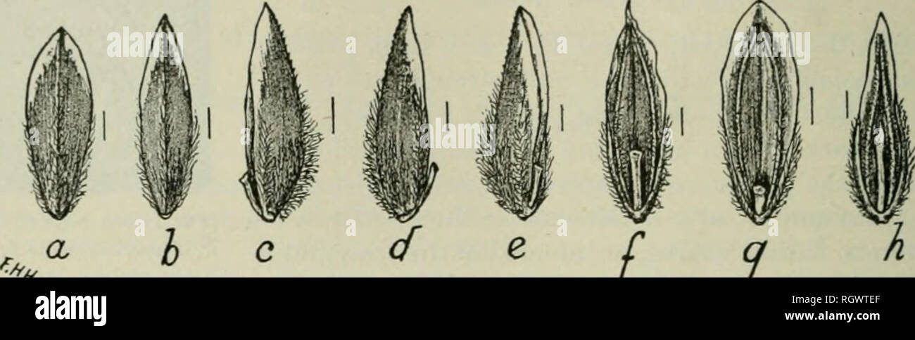 . Bulletin. 1901-13. Agriculture; Agriculture. 30 THE SEEDS OF THE BLUEGRASSES. indistinct or evident only below the middle; keel and marginal veins silky pubescent below the middle or higher on the keel, which is hispid at the apex; surface between the marginal veins and keel appressed pubescent at the base; web wanting; palea nearly r quite equal to the glume, its keels not arched as in Poa annua, slightly silky pubescent below the middle and hispid-ciliate above; raehilla segment glabrous, varying from no longer than wide to one-third the length of the glume; aborted floret of the sterile r Stock Photo